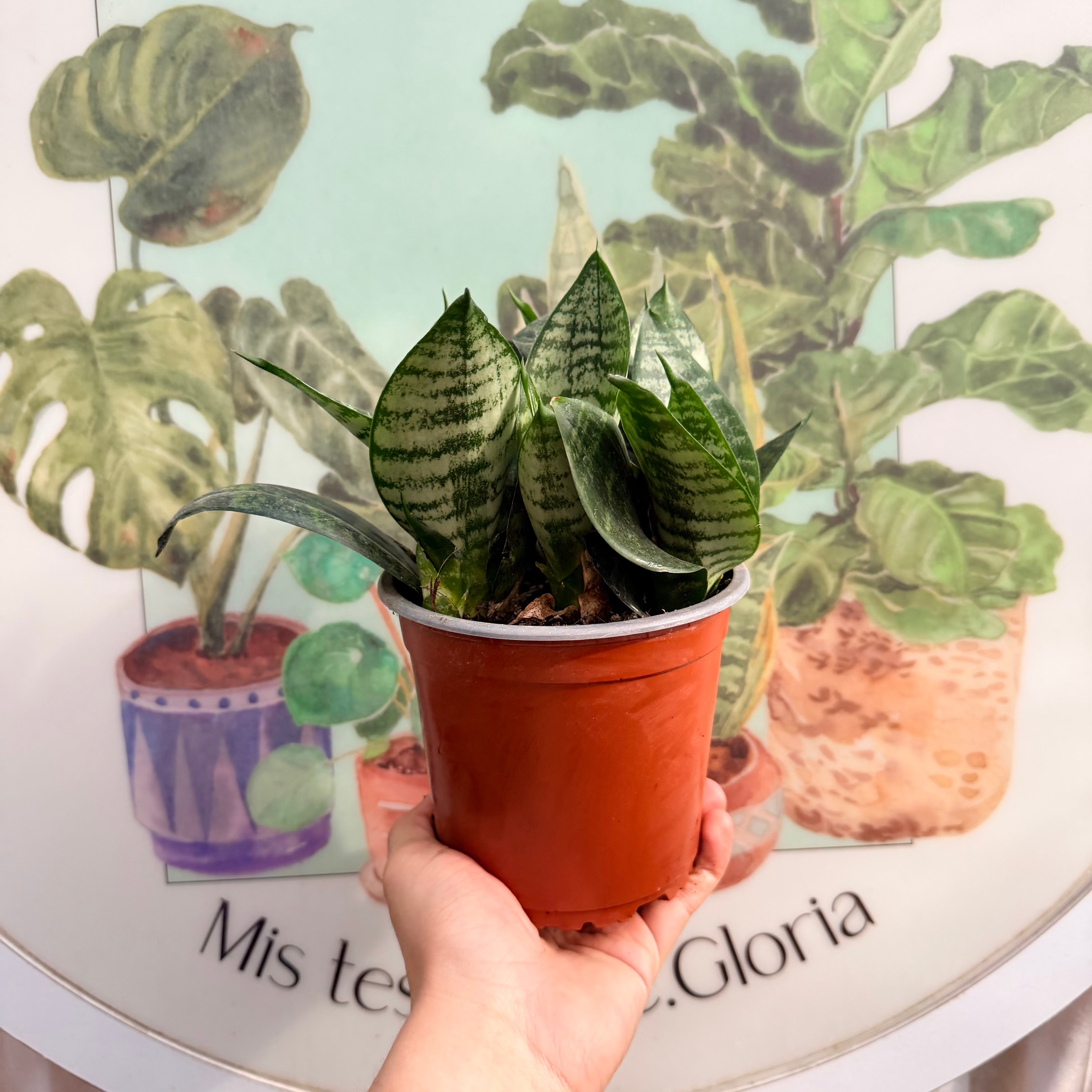 Sansevieria Hahinni Green Star MADRE