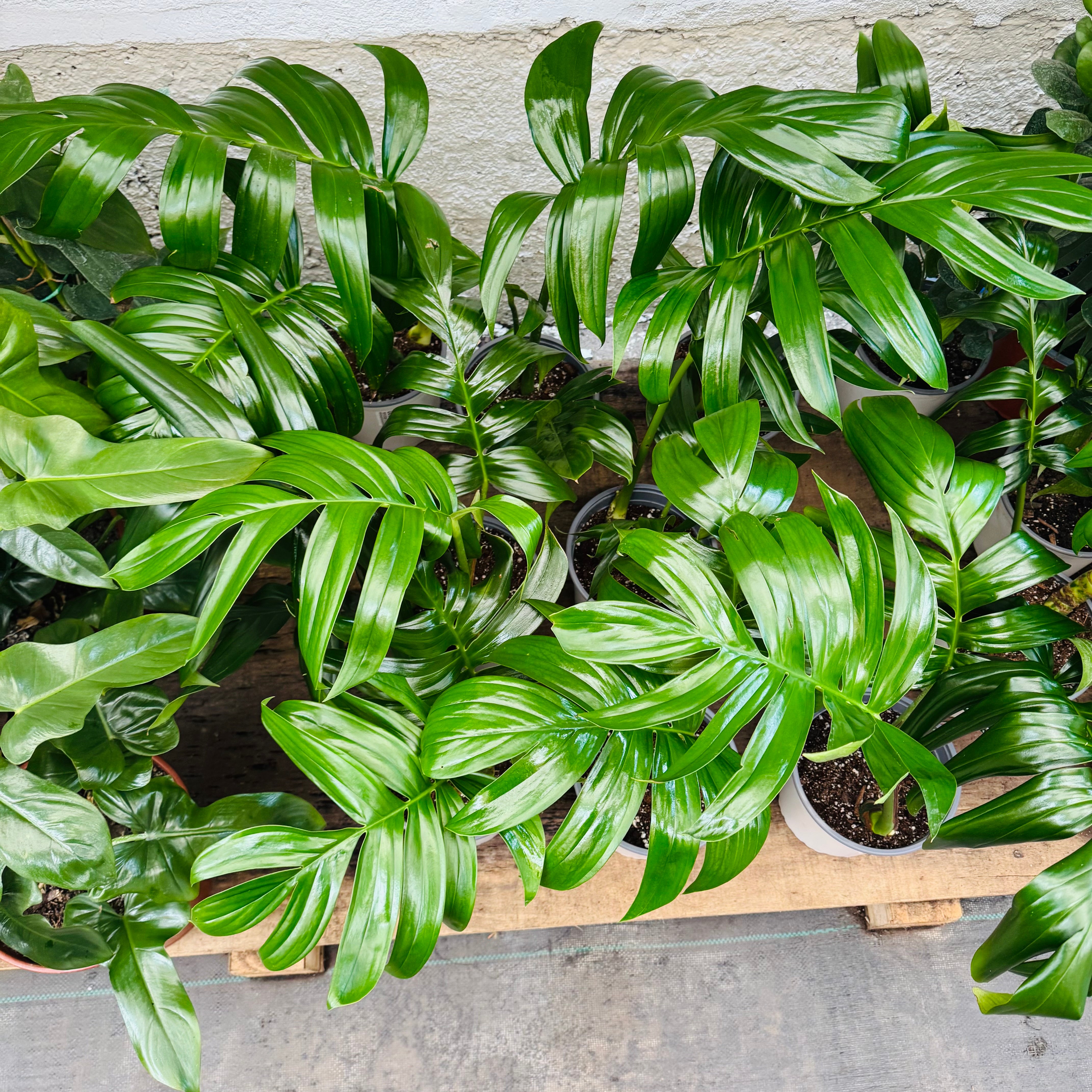 Rhaphidophora Decursiva