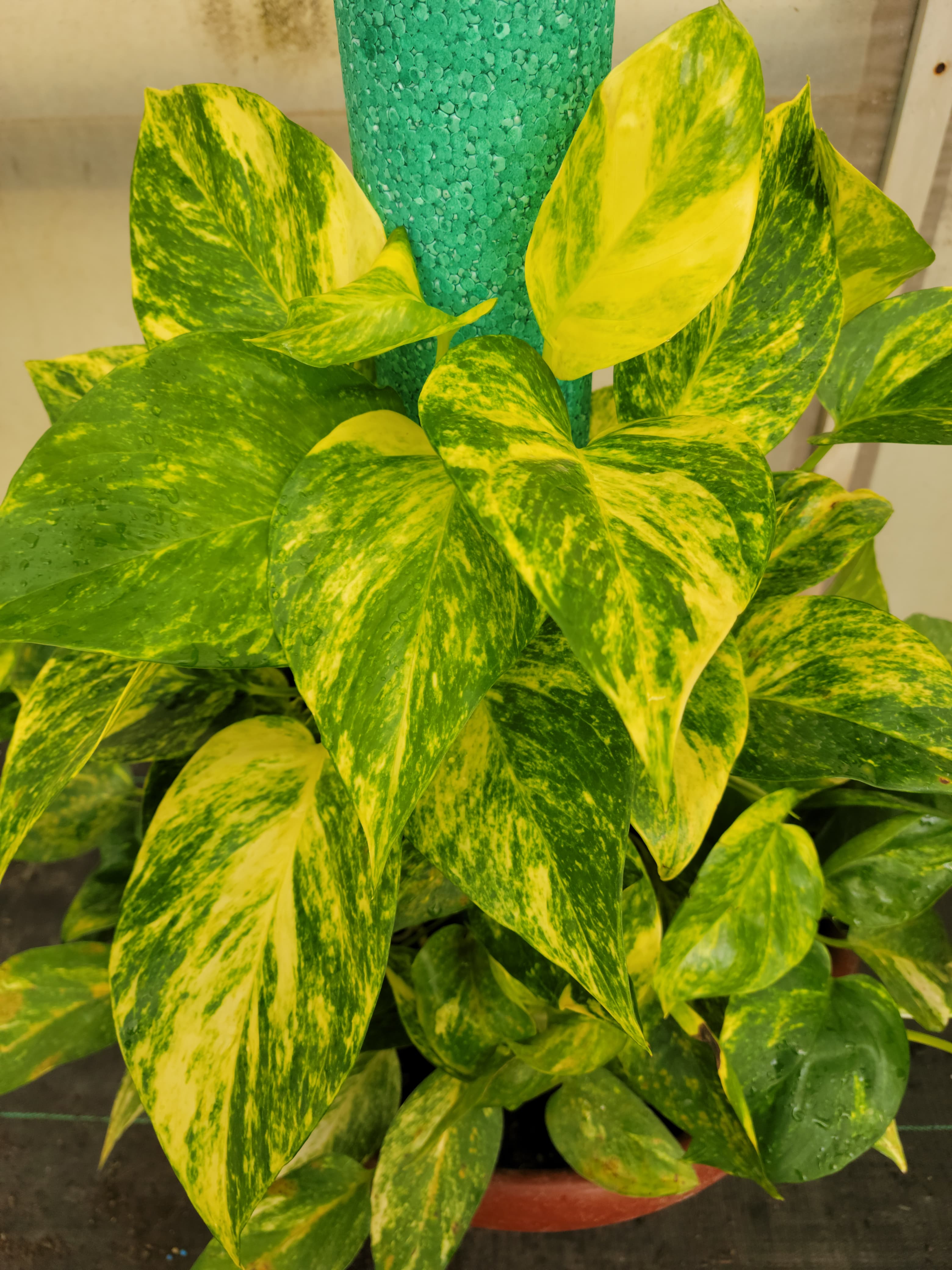 Pothus Gold Hojas XL