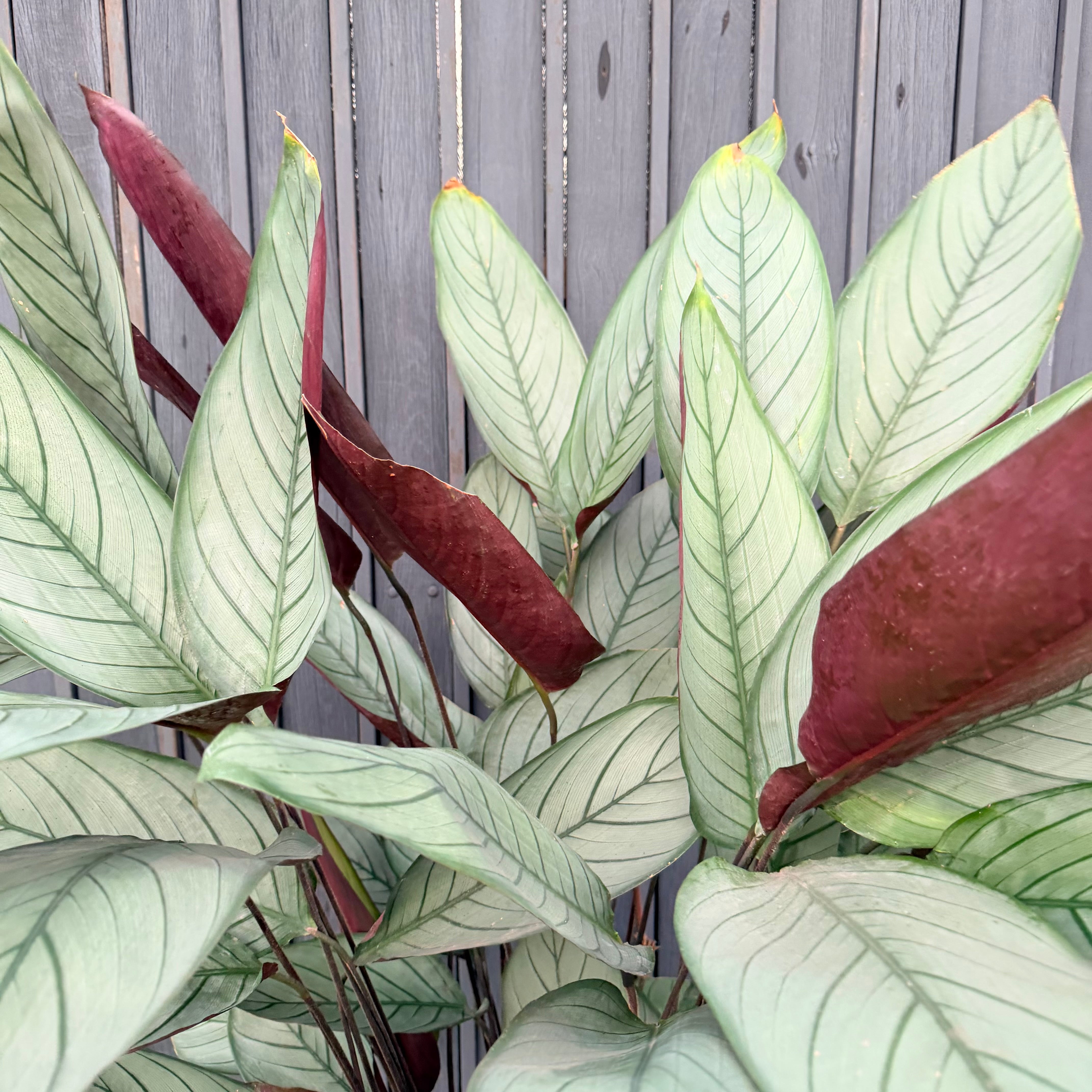 Ctenanthe Grey Star XL