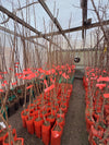 Árboles frutales