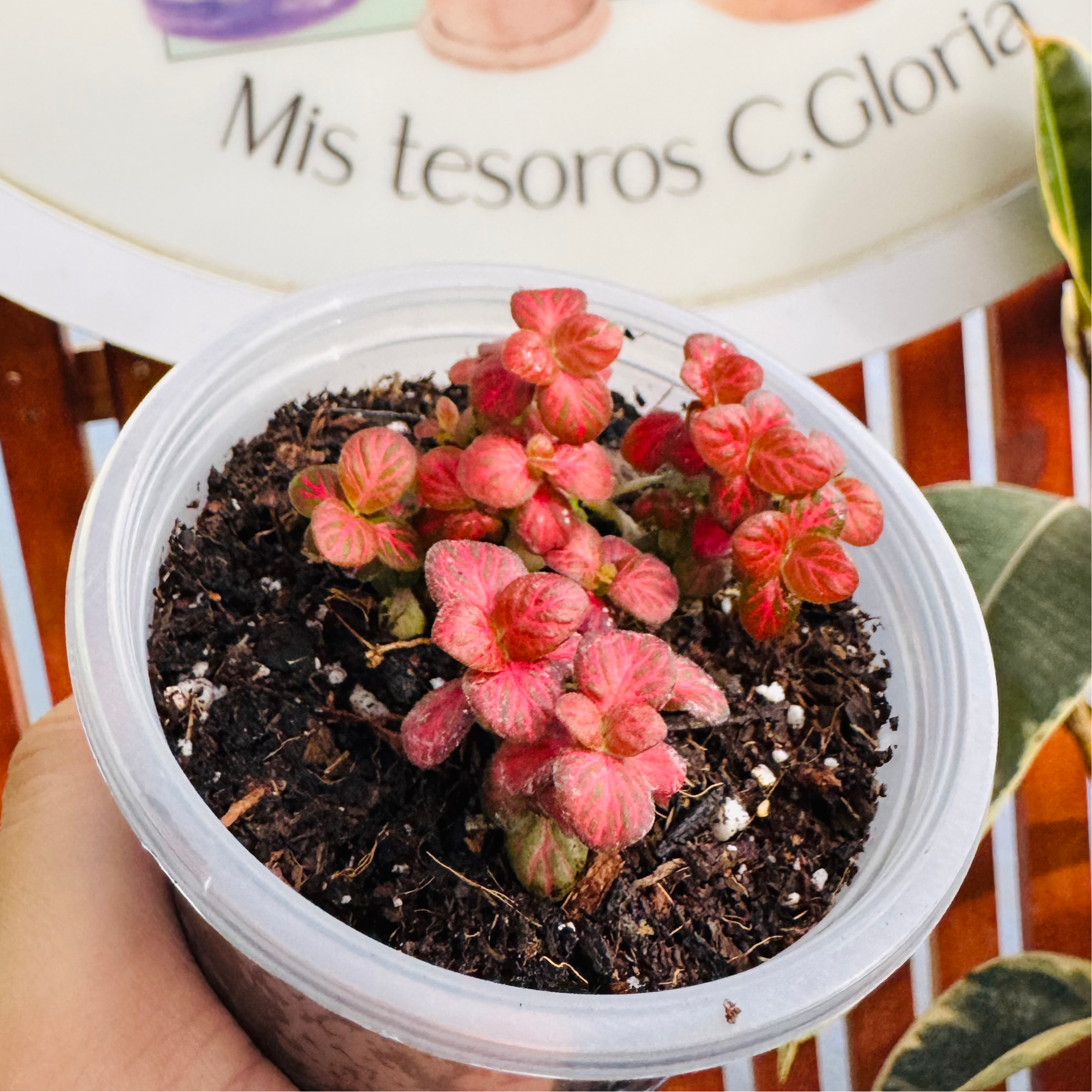 Vivero Mis Tesoros C Gloria
