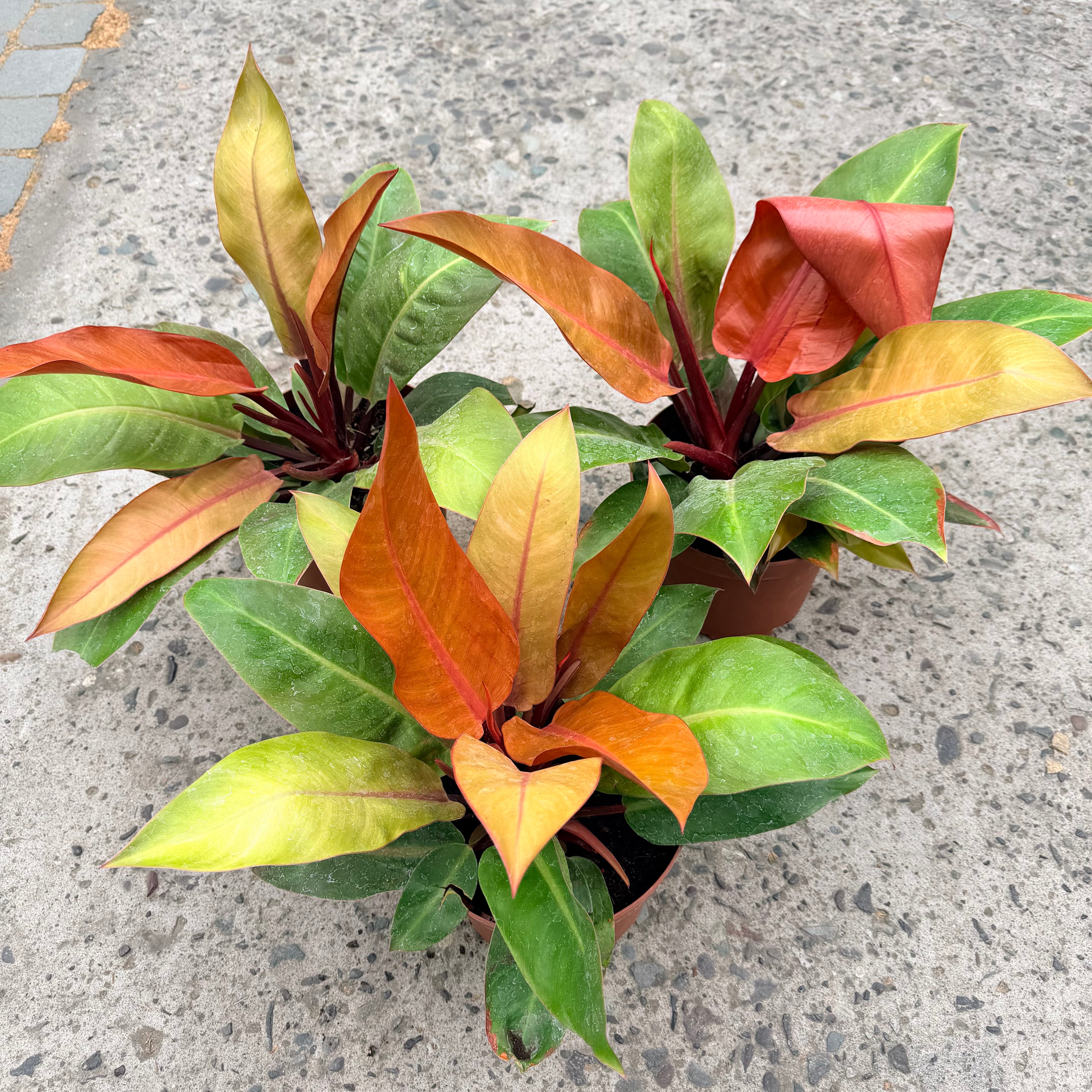 Filodendro Orange XLL