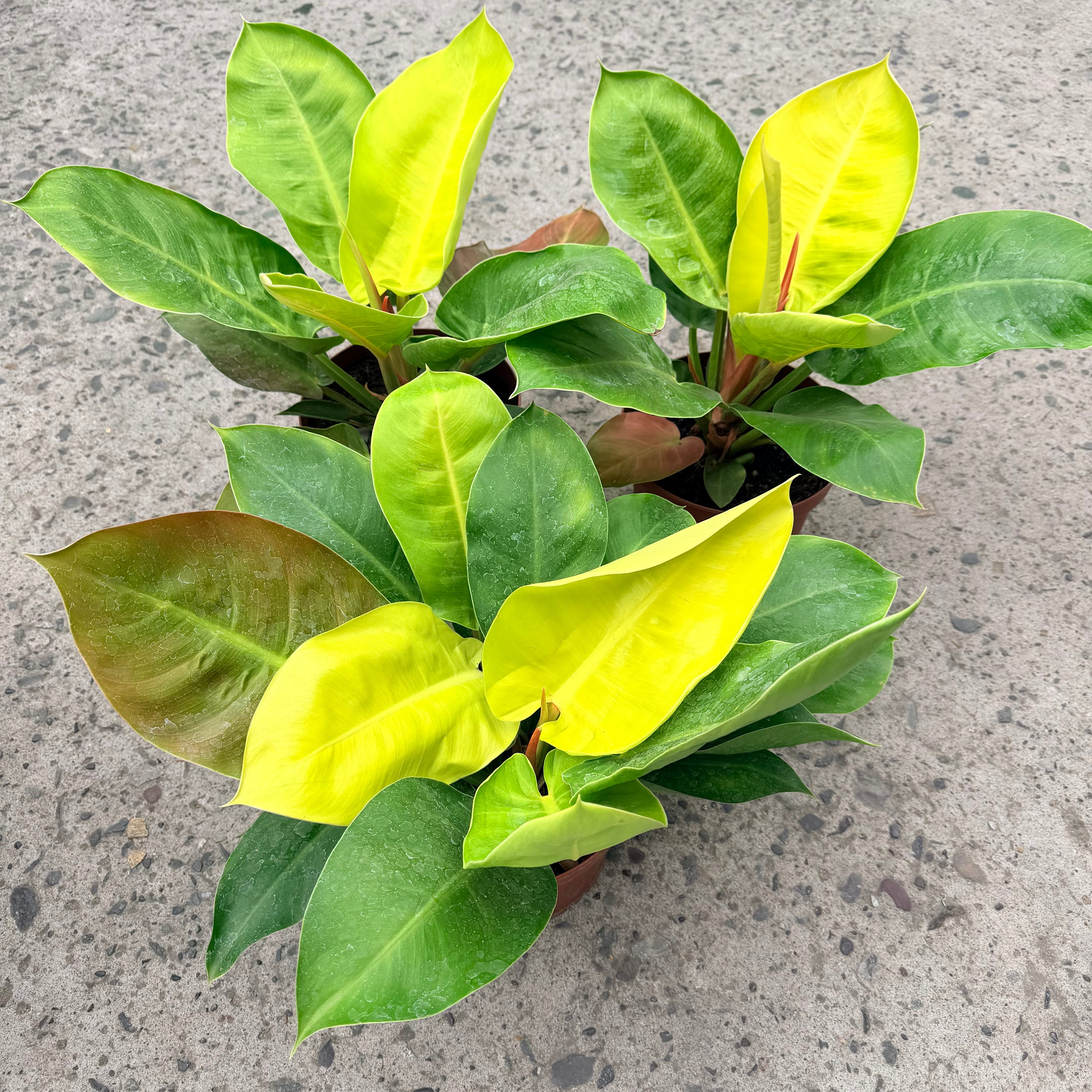 Filodendro Moonlight