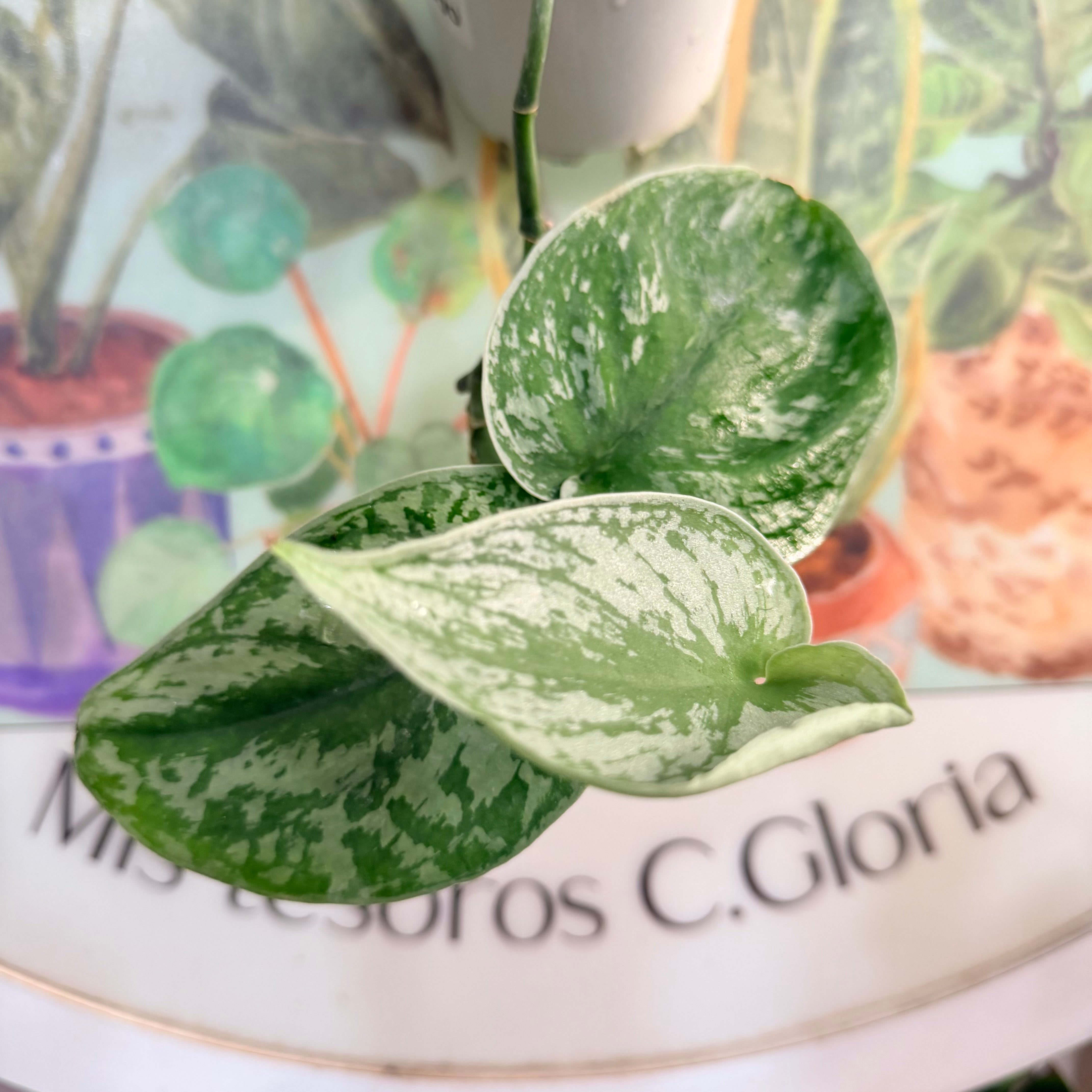 Scinsapsus Pictus Exótica