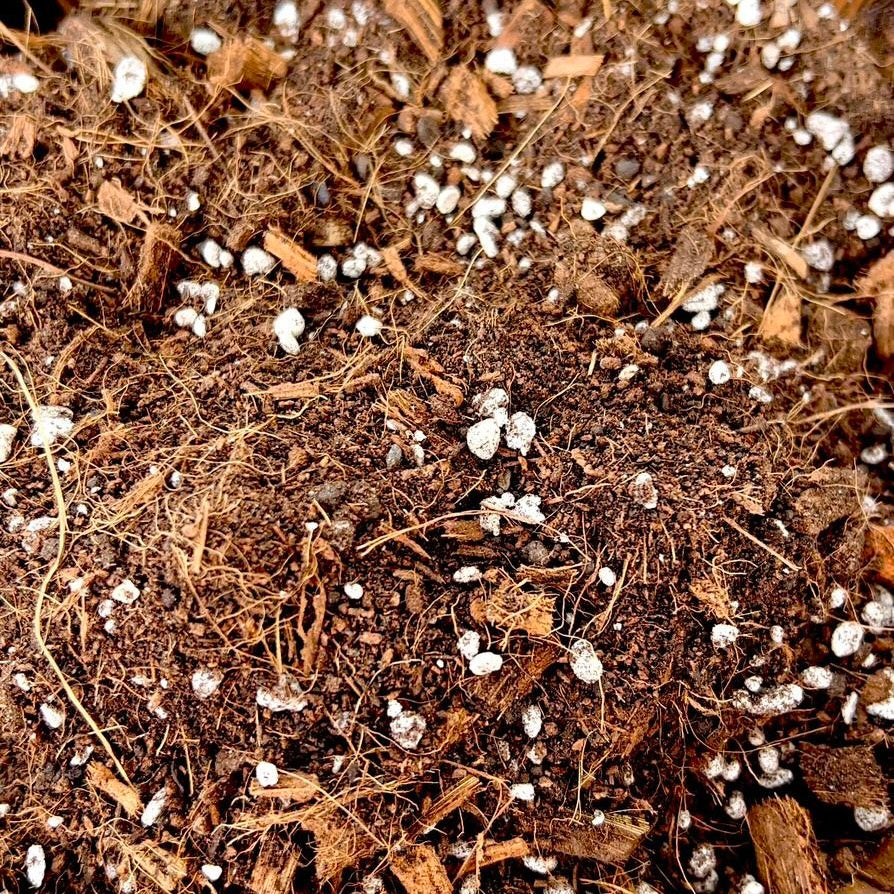 Vivero Mis Tesoros C Gloria