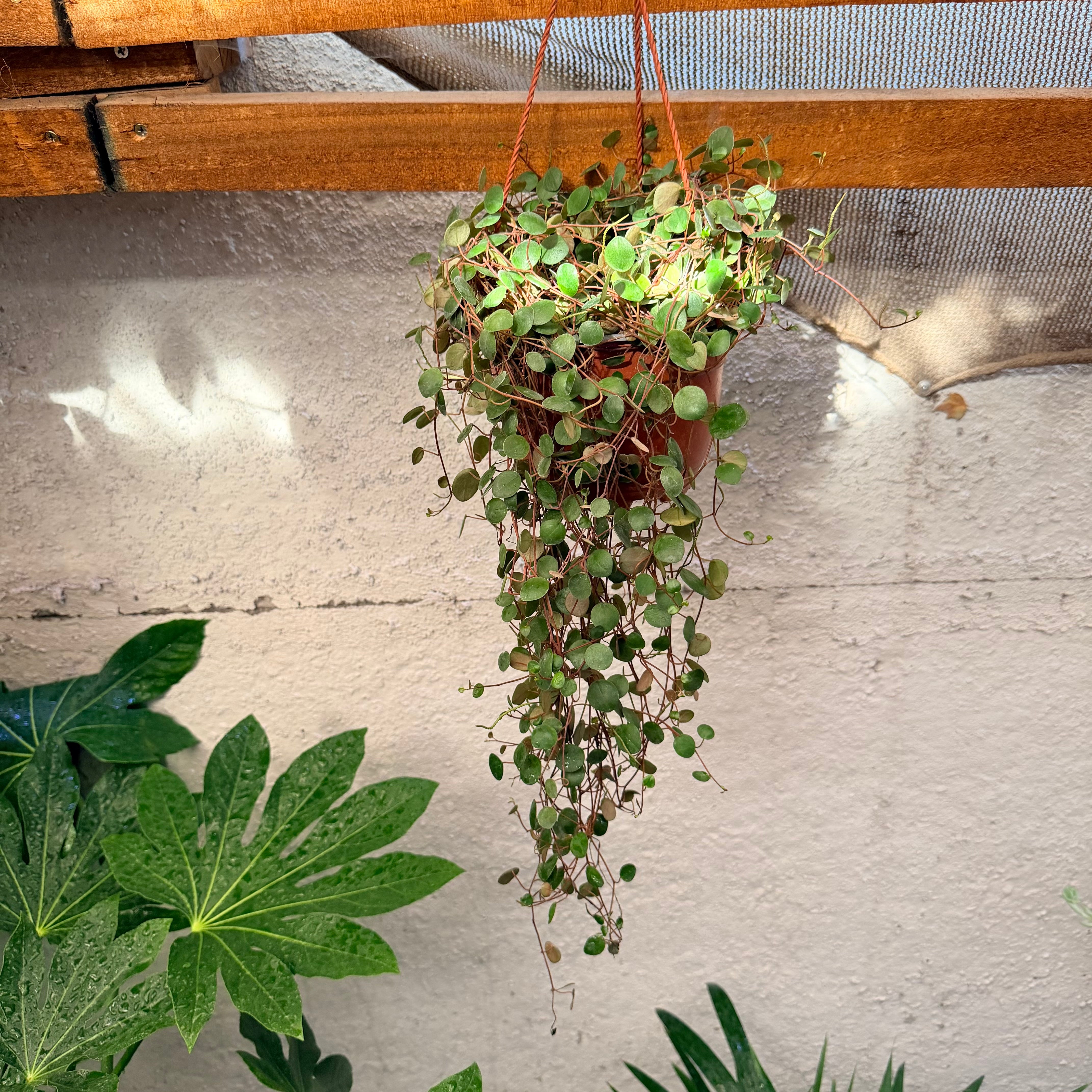 Peperomia Peperspot "Lentejitas" LL