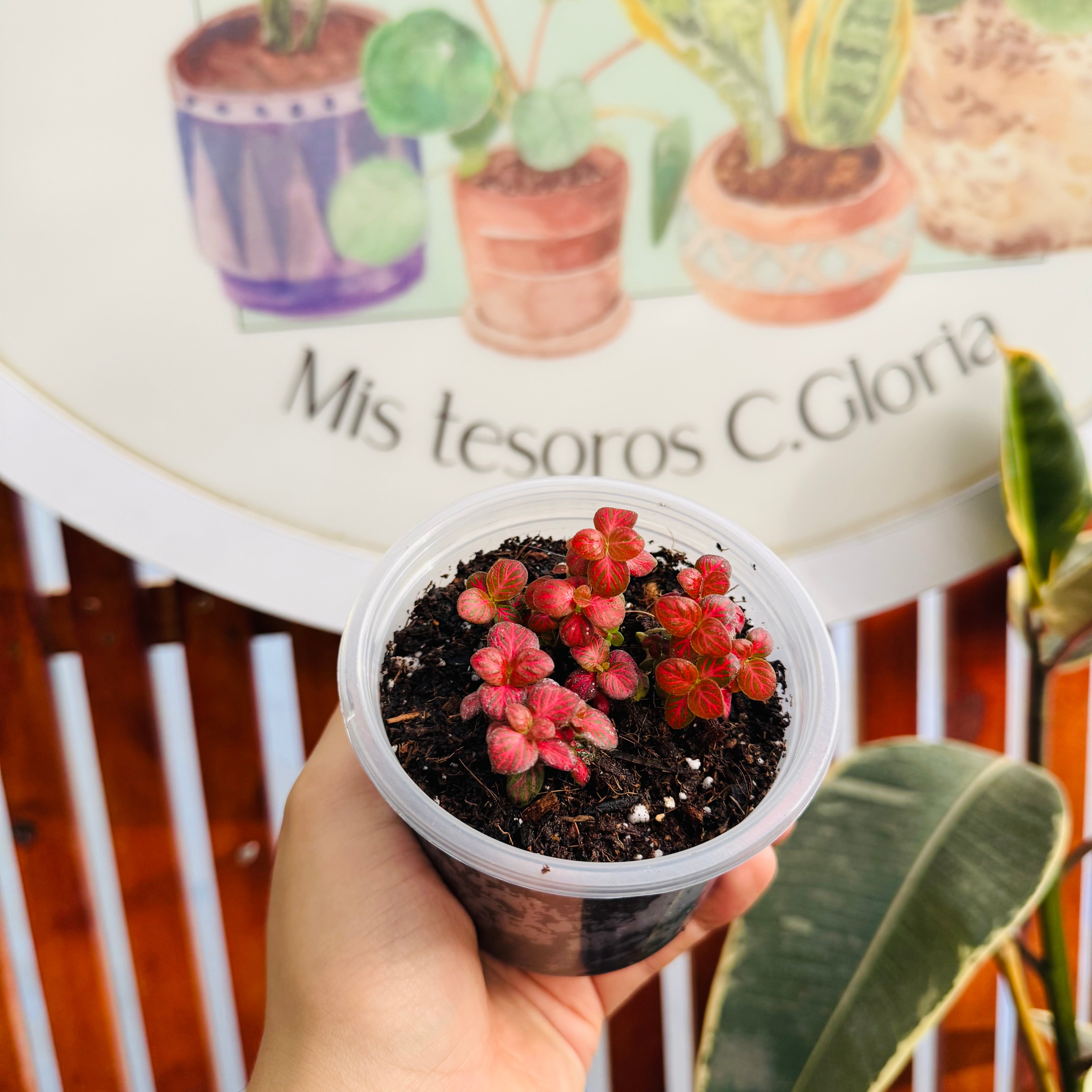 Vivero Mis Tesoros C Gloria