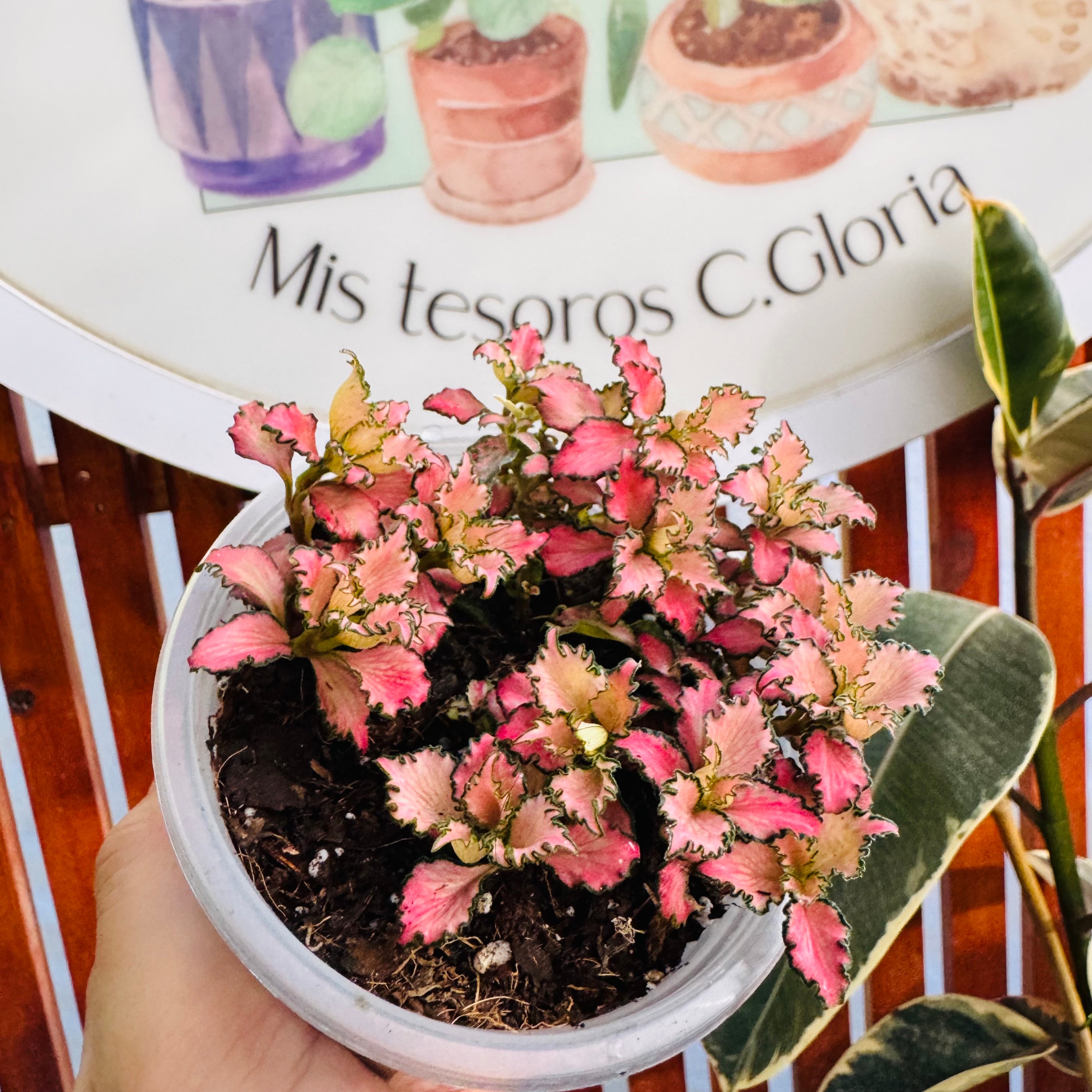 Vivero Mis Tesoros C Gloria