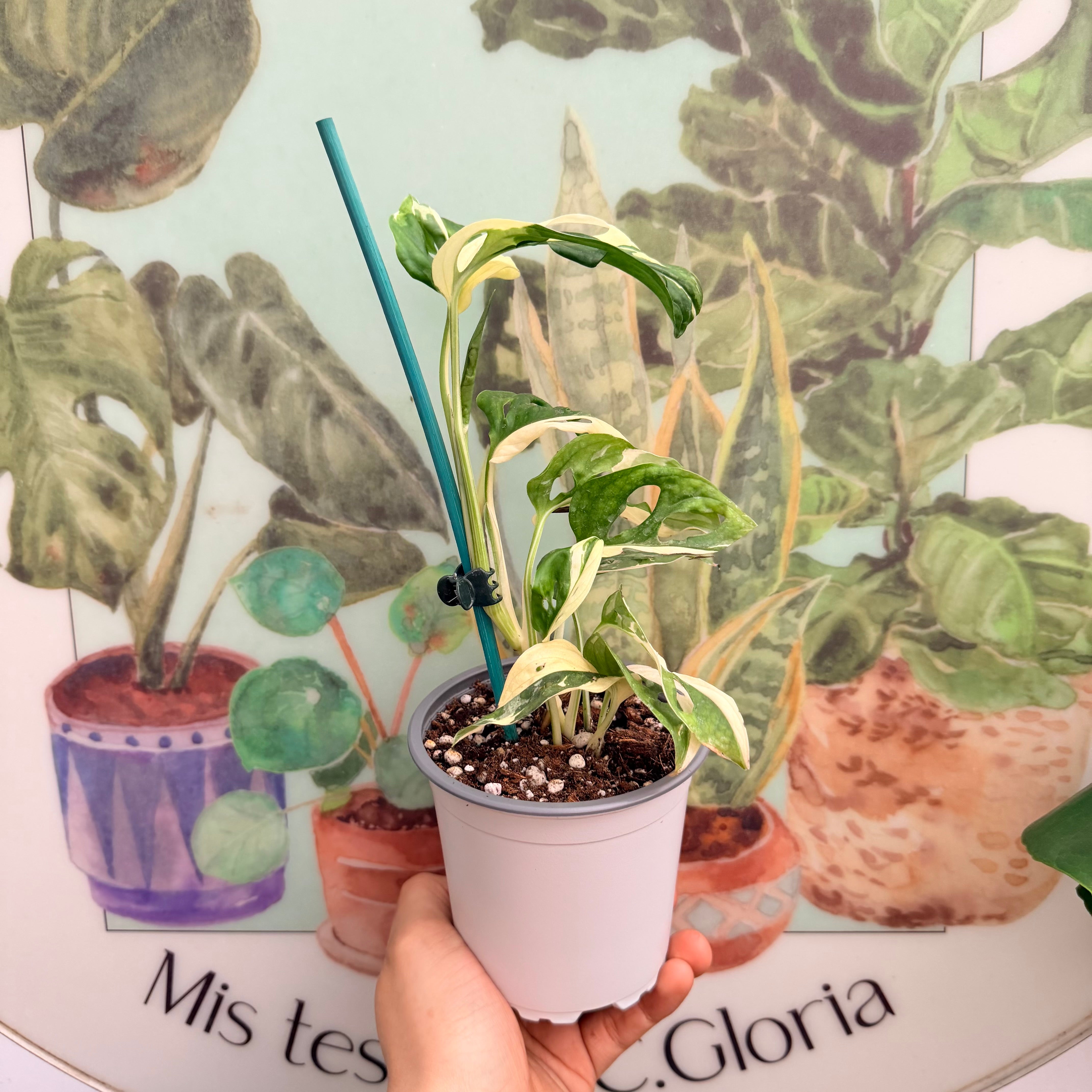 Monstera Adansonii Variegada