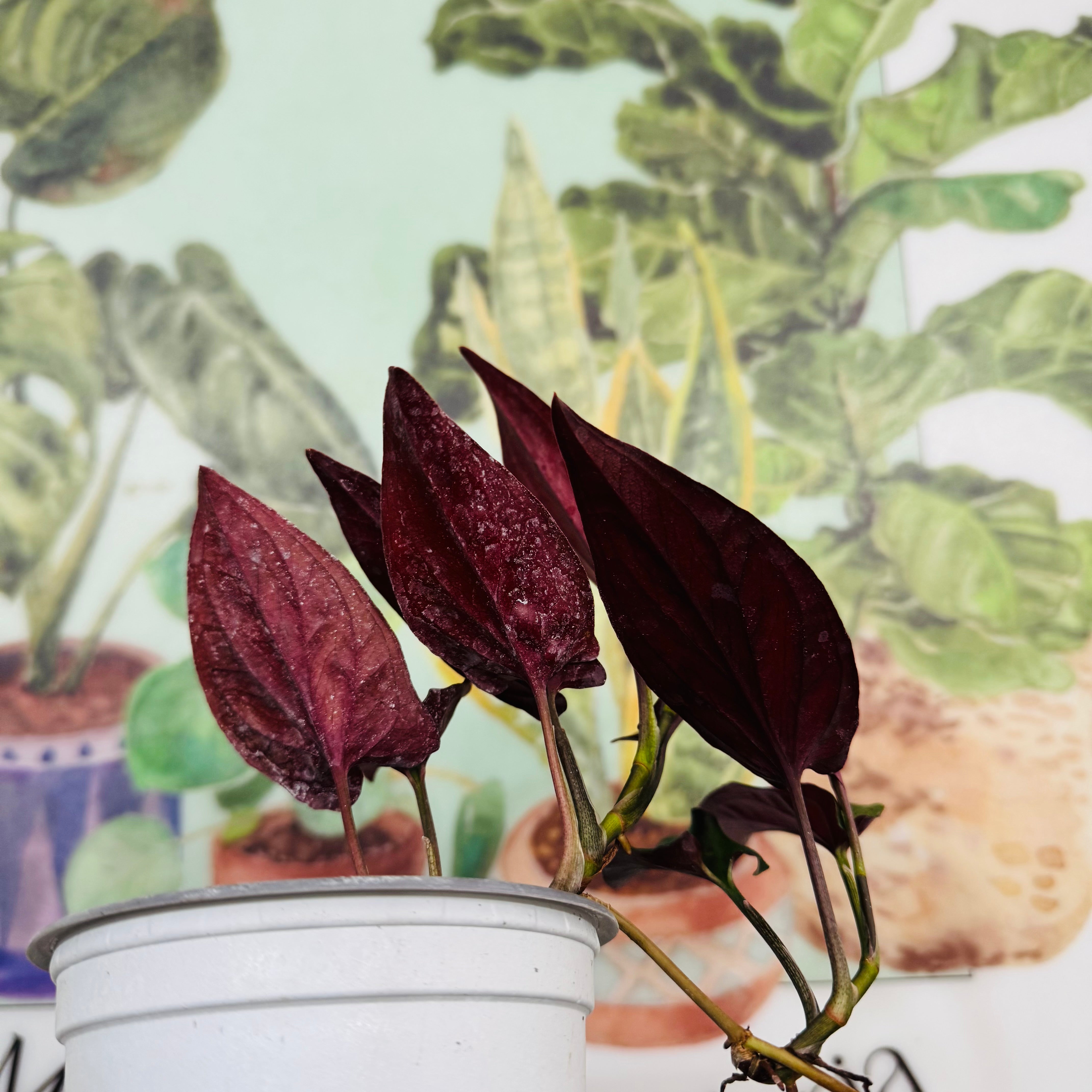 Vivero Mis Tesoros C Gloria