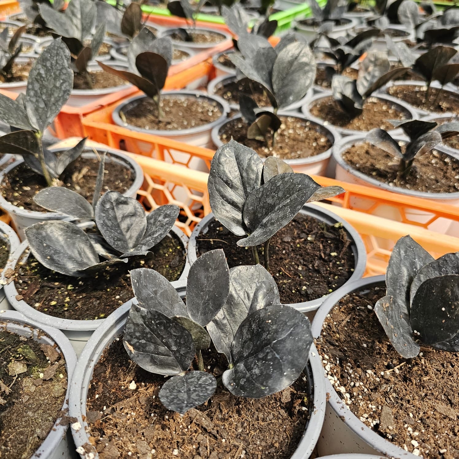 Vivero Mis Tesoros C Gloria