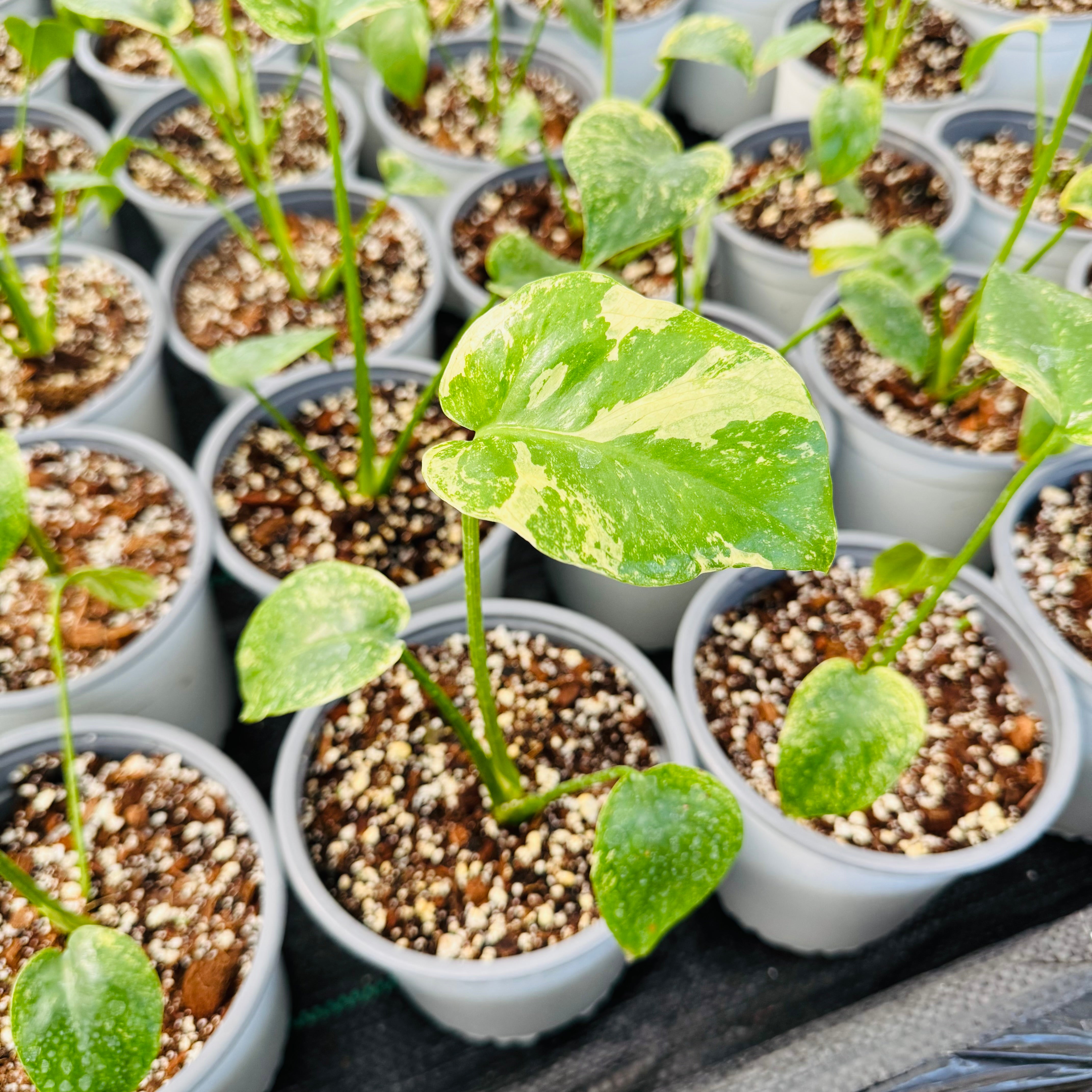 Vivero Mis Tesoros C Gloria