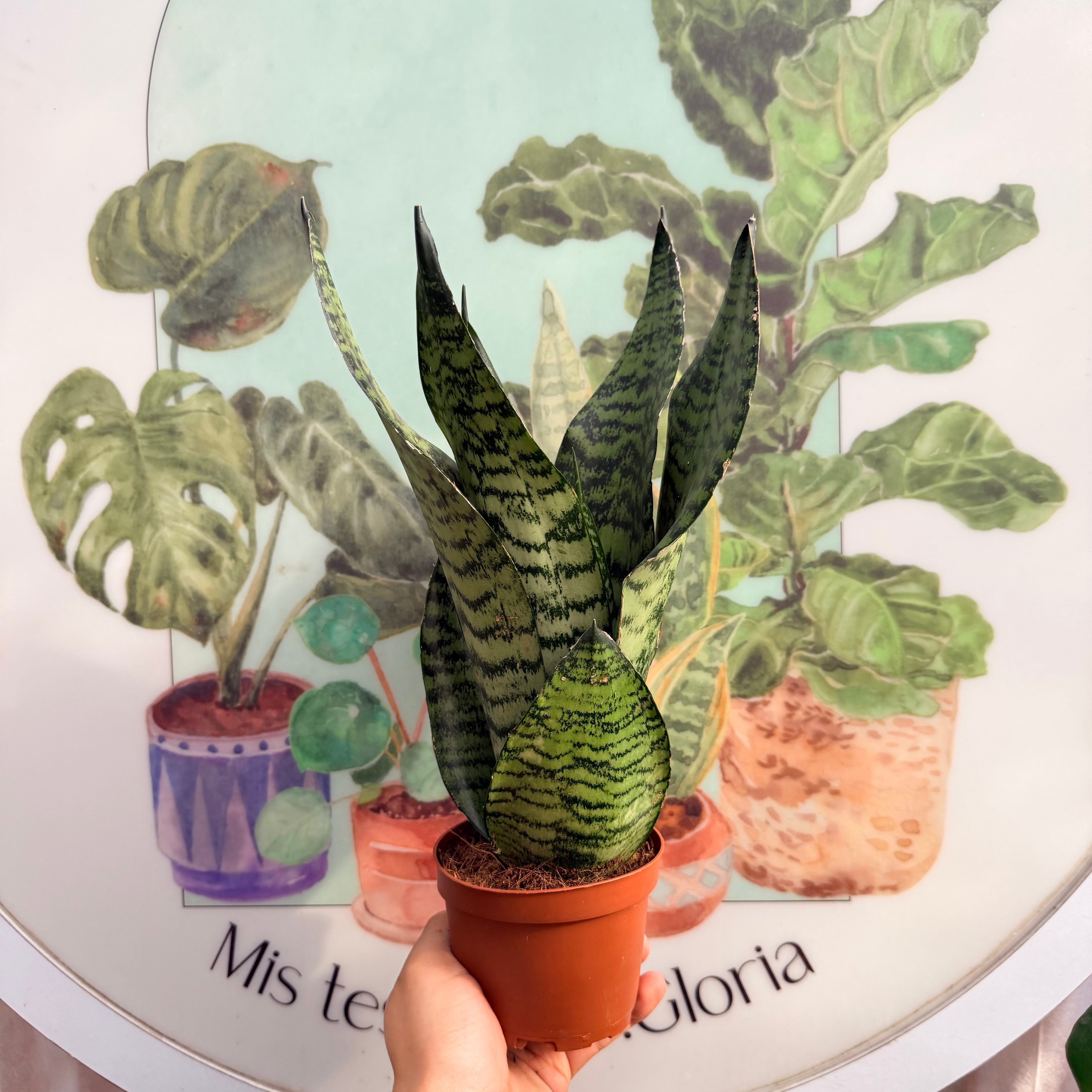 Sansevieria Robusta