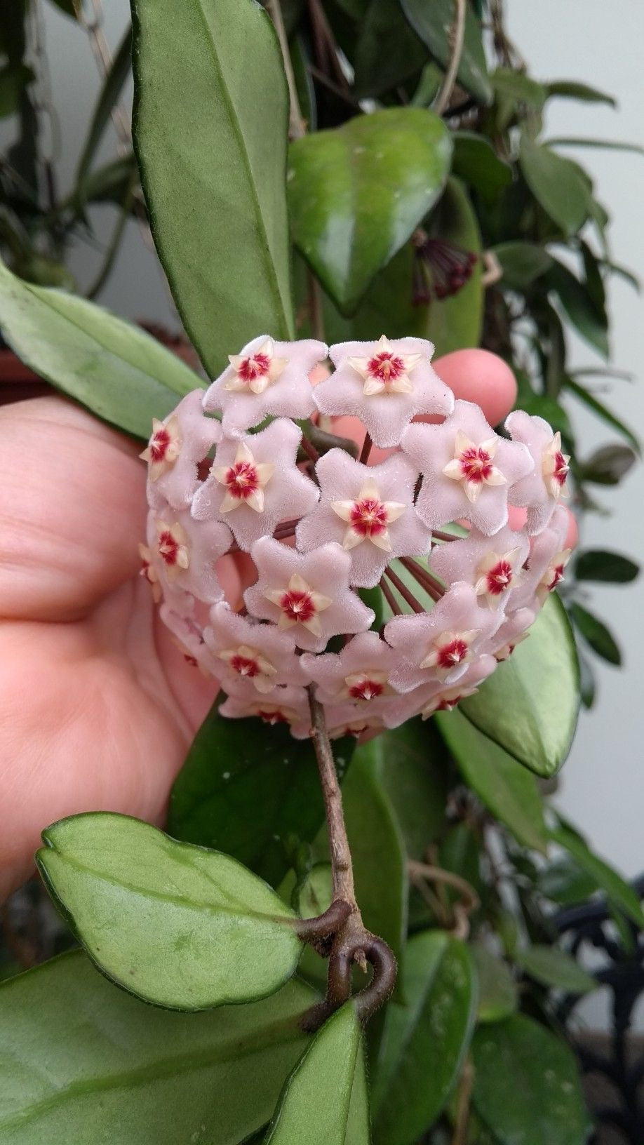 Vivero Mis Tesoros C Gloria