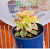 Aeonium Kiwi