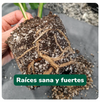 Pack Otoño Vitali+