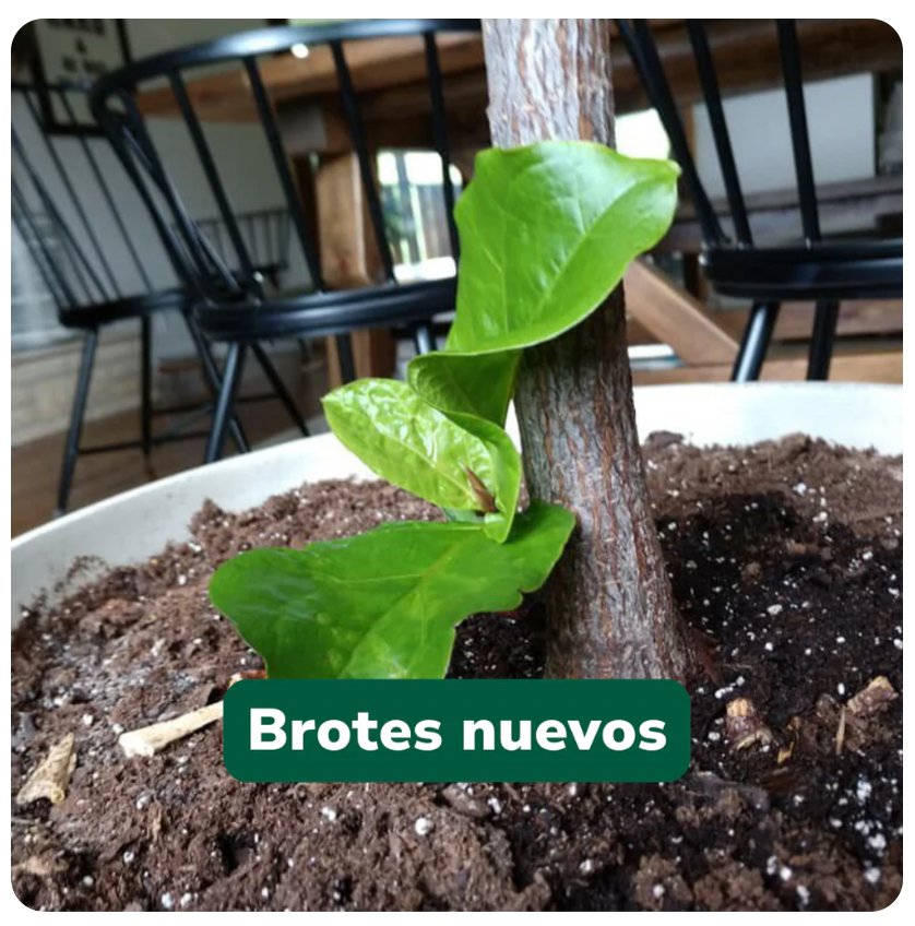 Vivero Mis Tesoros C Gloria