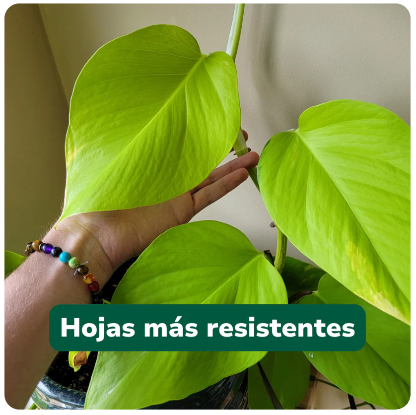 Vivero Mis Tesoros C Gloria