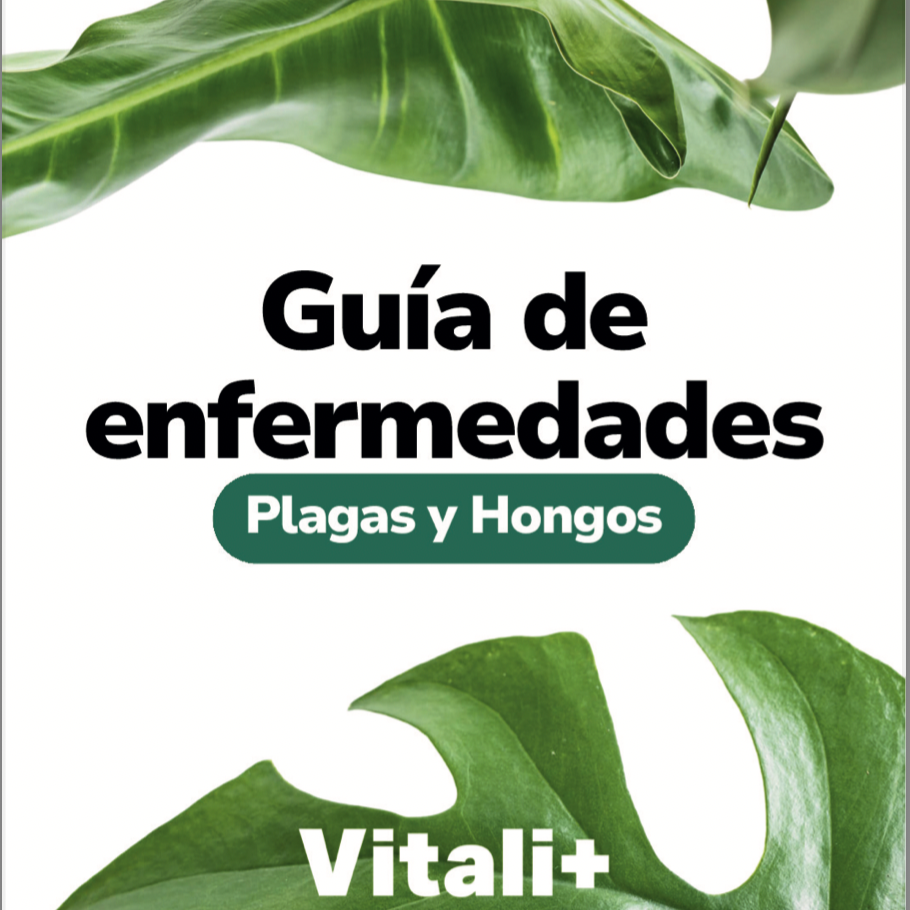 Vivero Mis Tesoros C Gloria