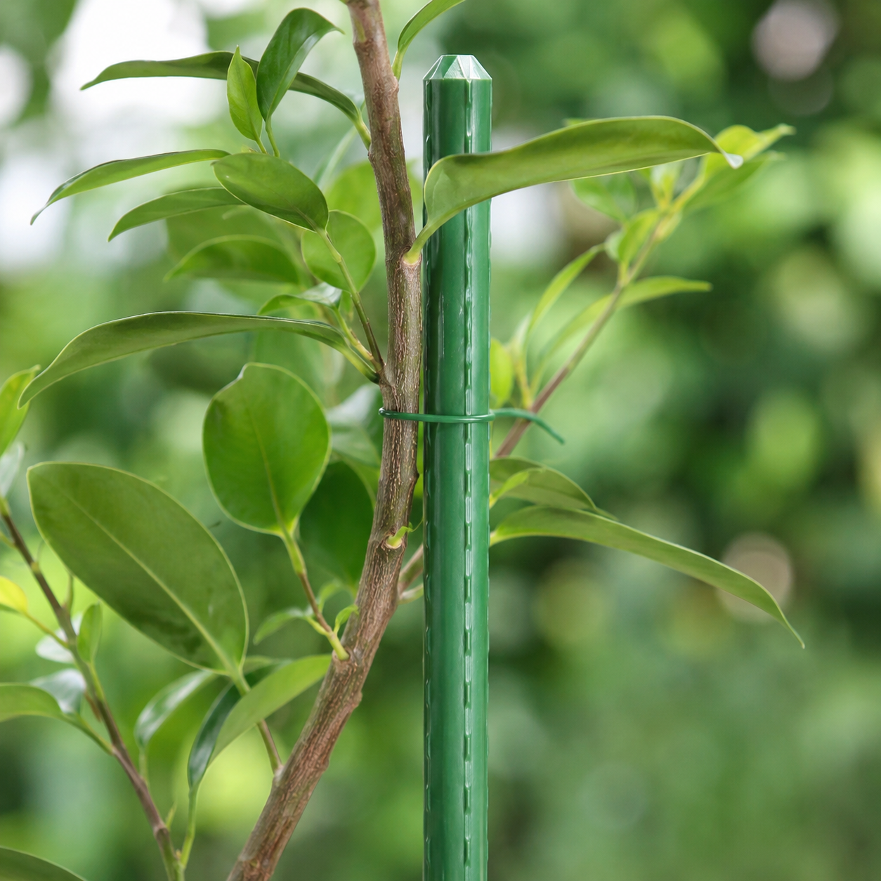 Tutores Guías para Plantas