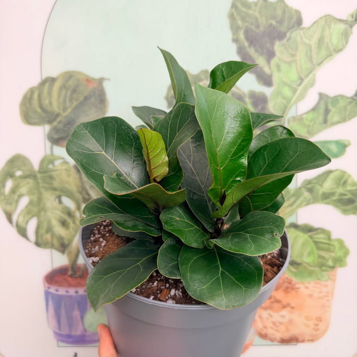 Ficus Lyrata Madre