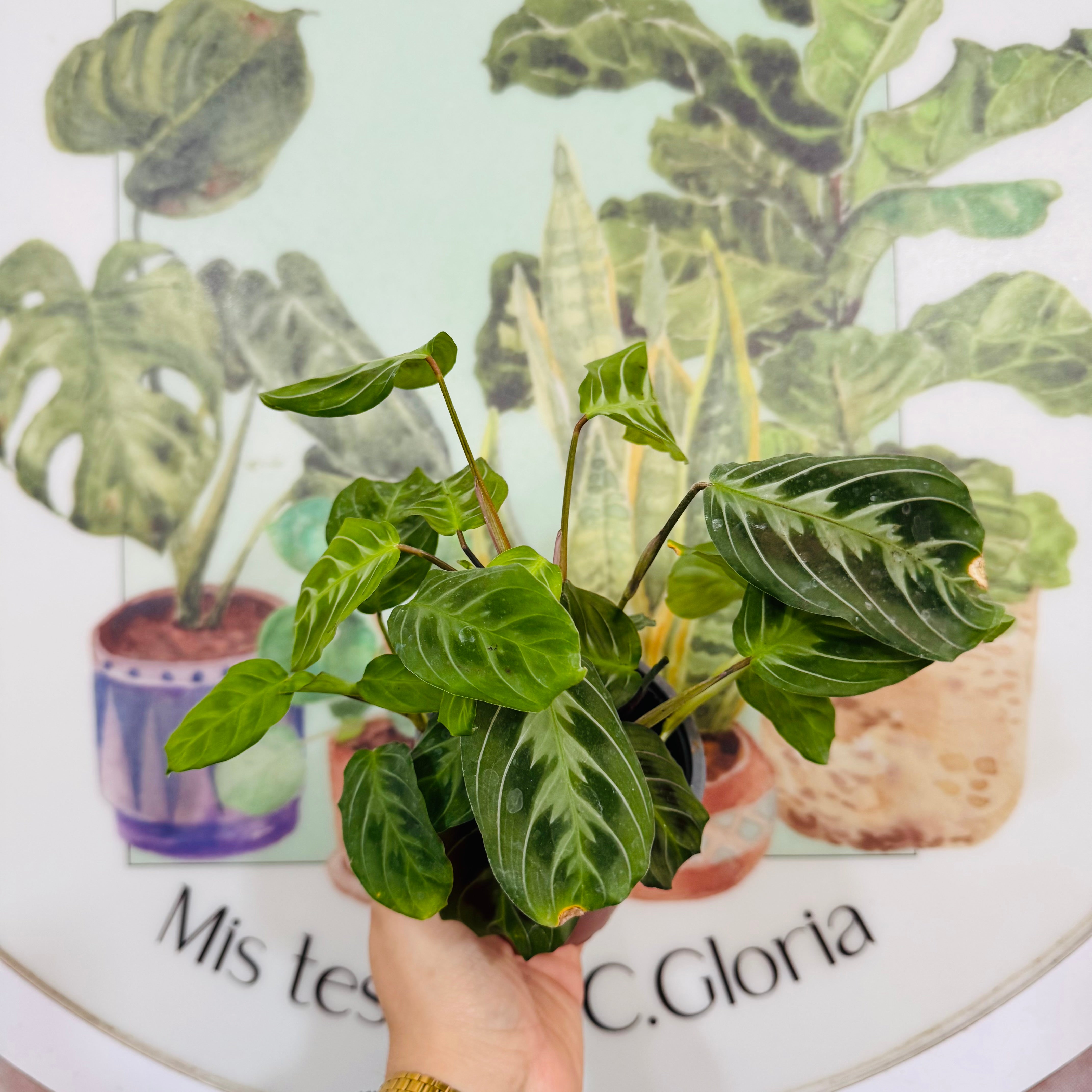 Maranta Cat Moustache