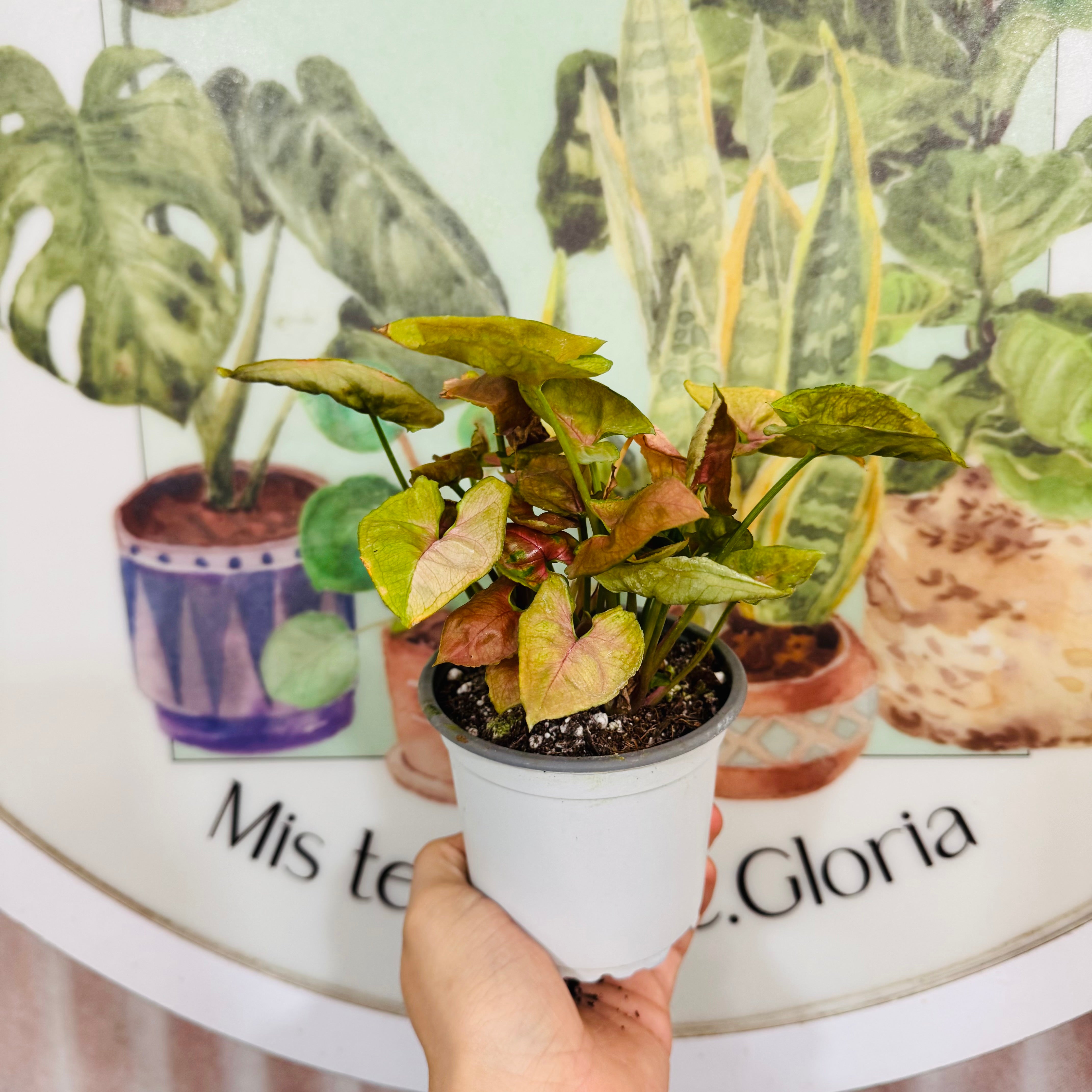 Singonio Strawberry Ice