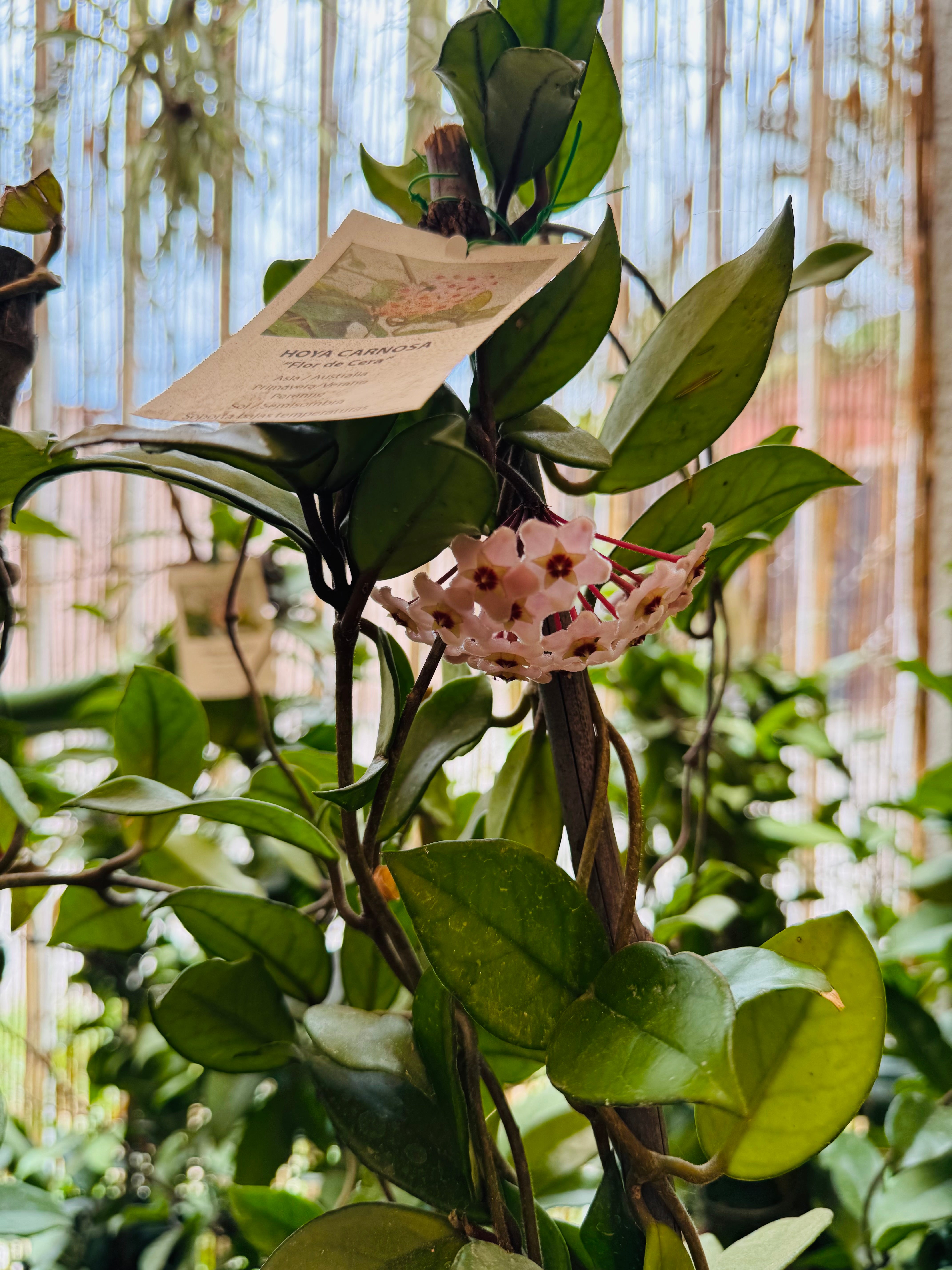 Clepia “Hoya Carnosa” / Flor de Cera