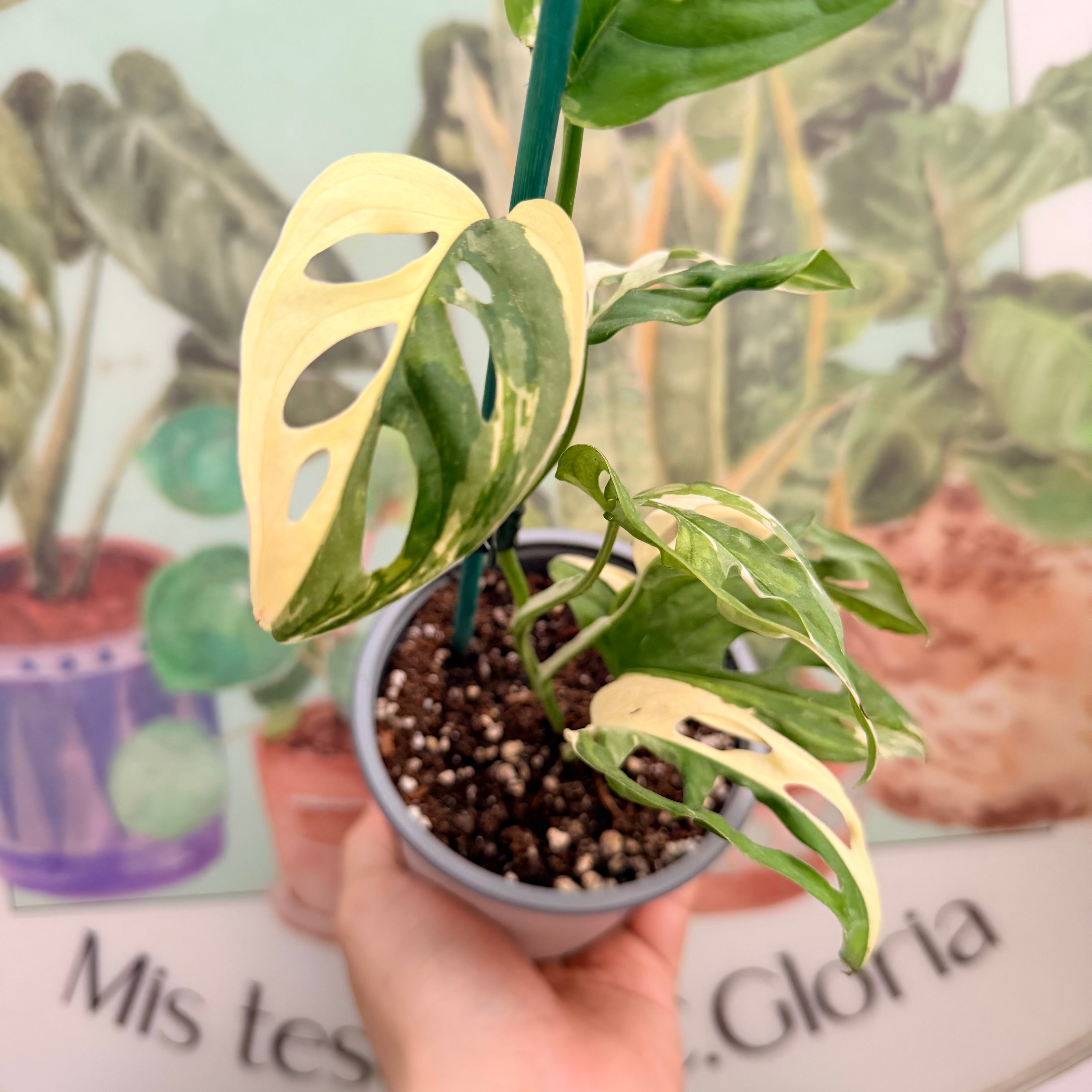 Vivero Mis Tesoros C Gloria