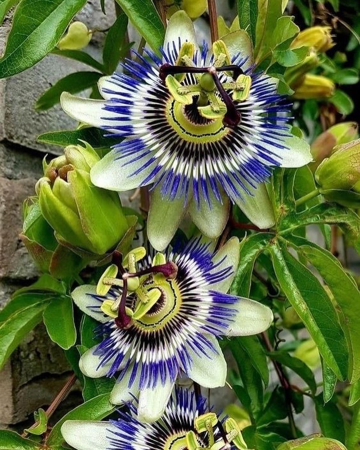 Vivero Mis Tesoros C Gloria