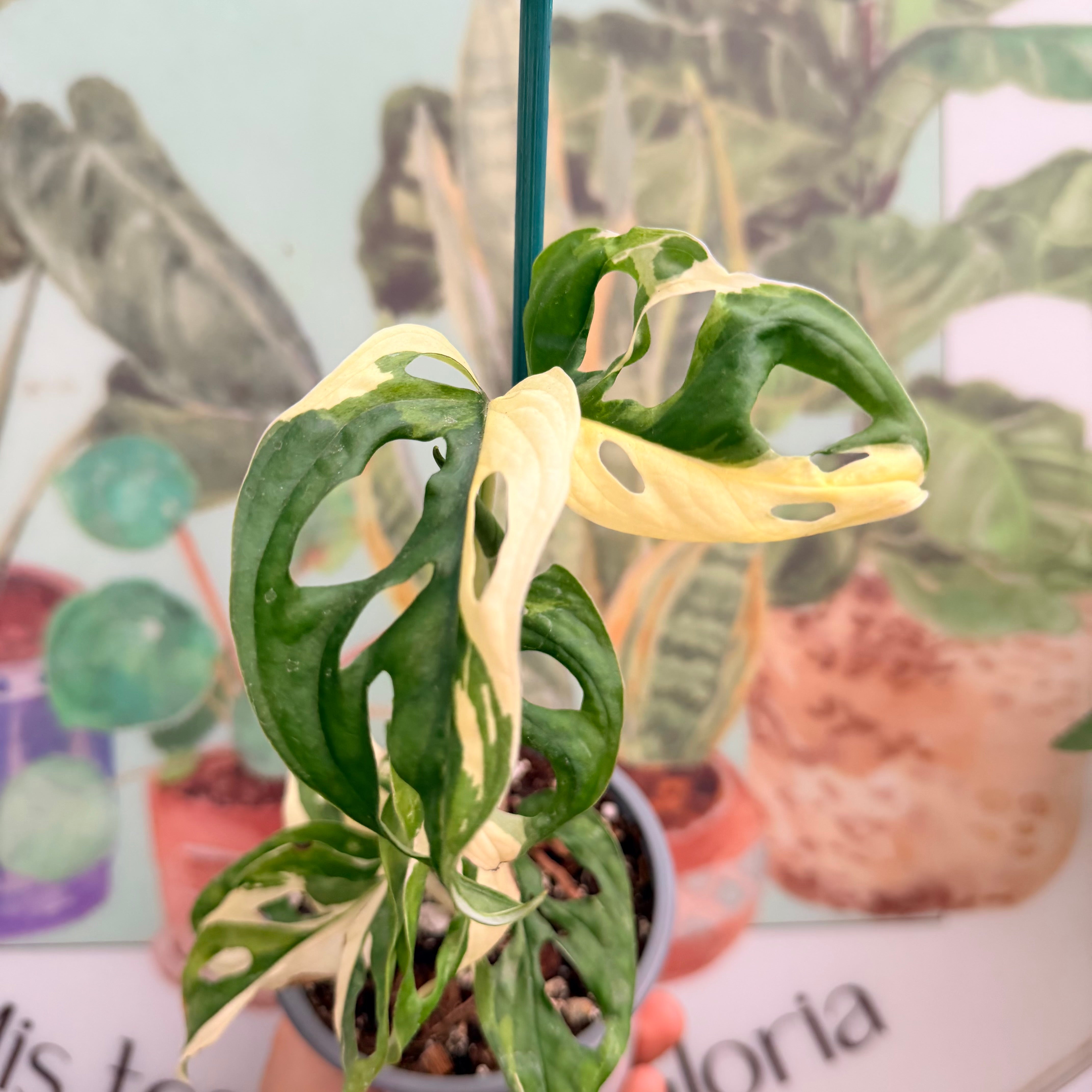 Vivero Mis Tesoros C Gloria