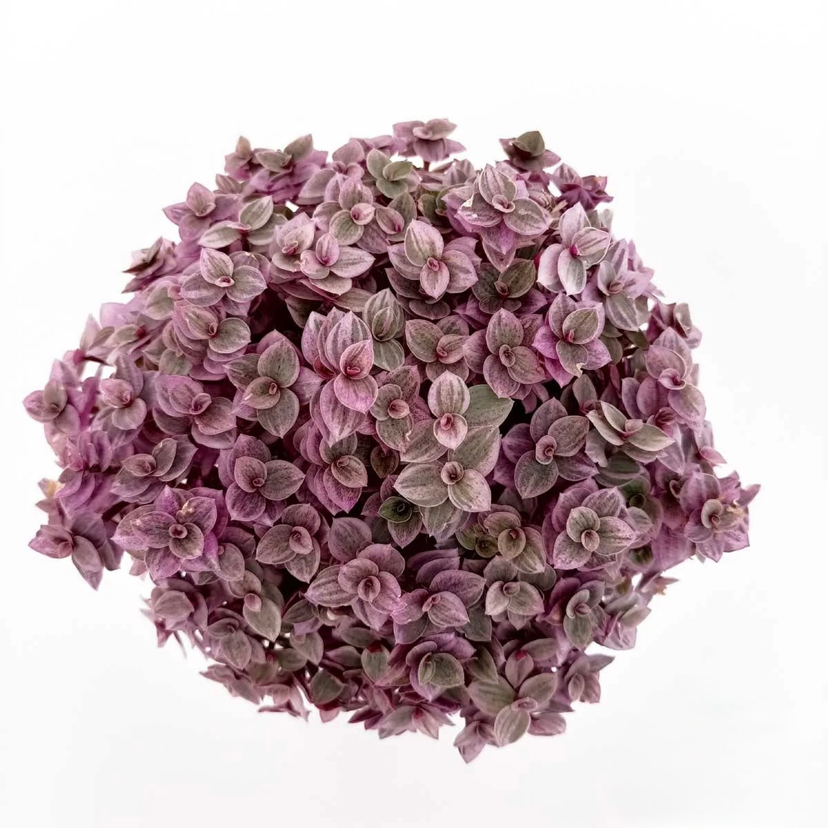 Vivero Mis Tesoros C Gloria