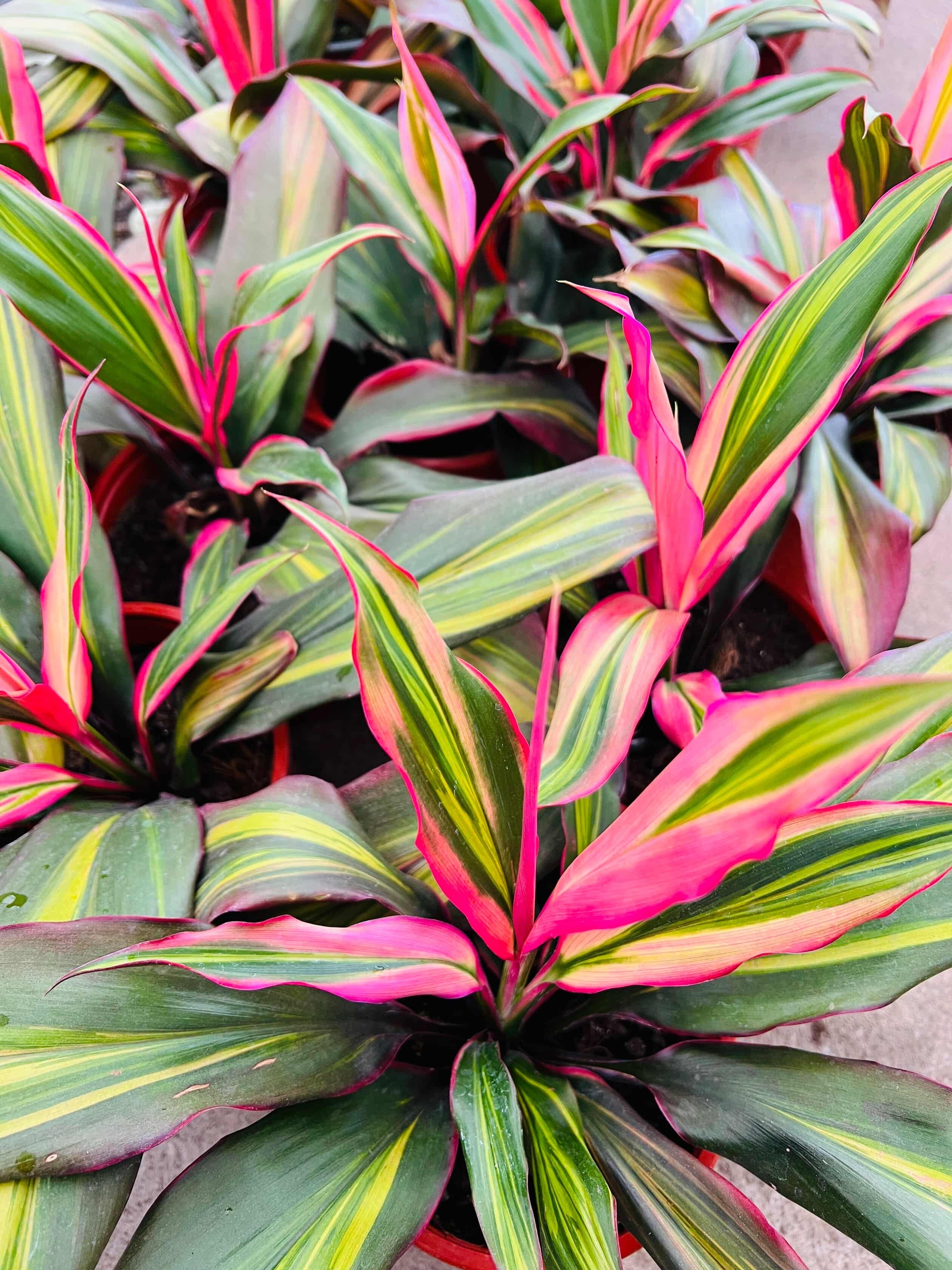 Vivero Mis Tesoros C Gloria