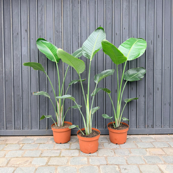 Strelitznia Nicolai - 150-170cm