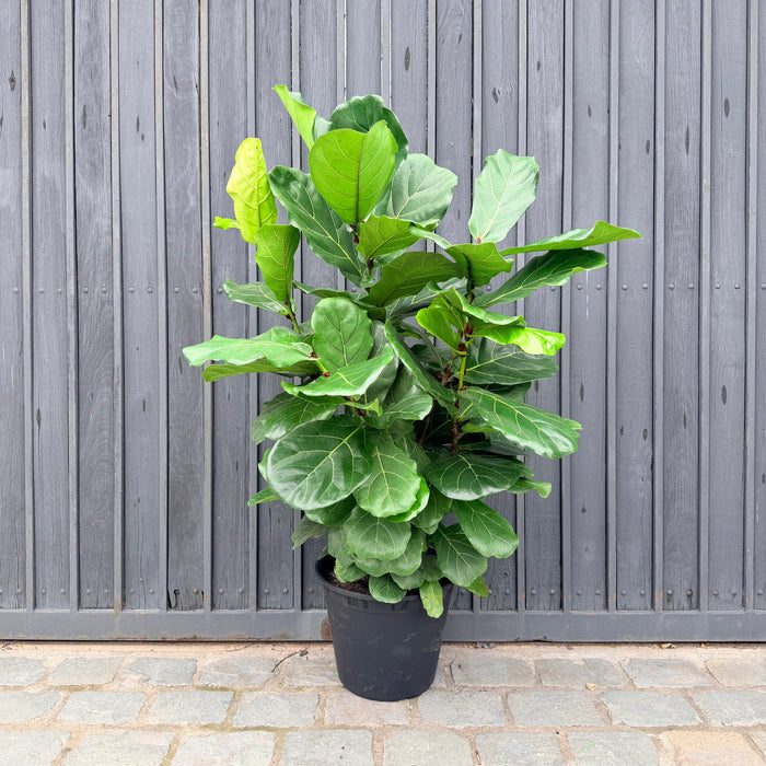 Ficus Lyrata 140-150cm