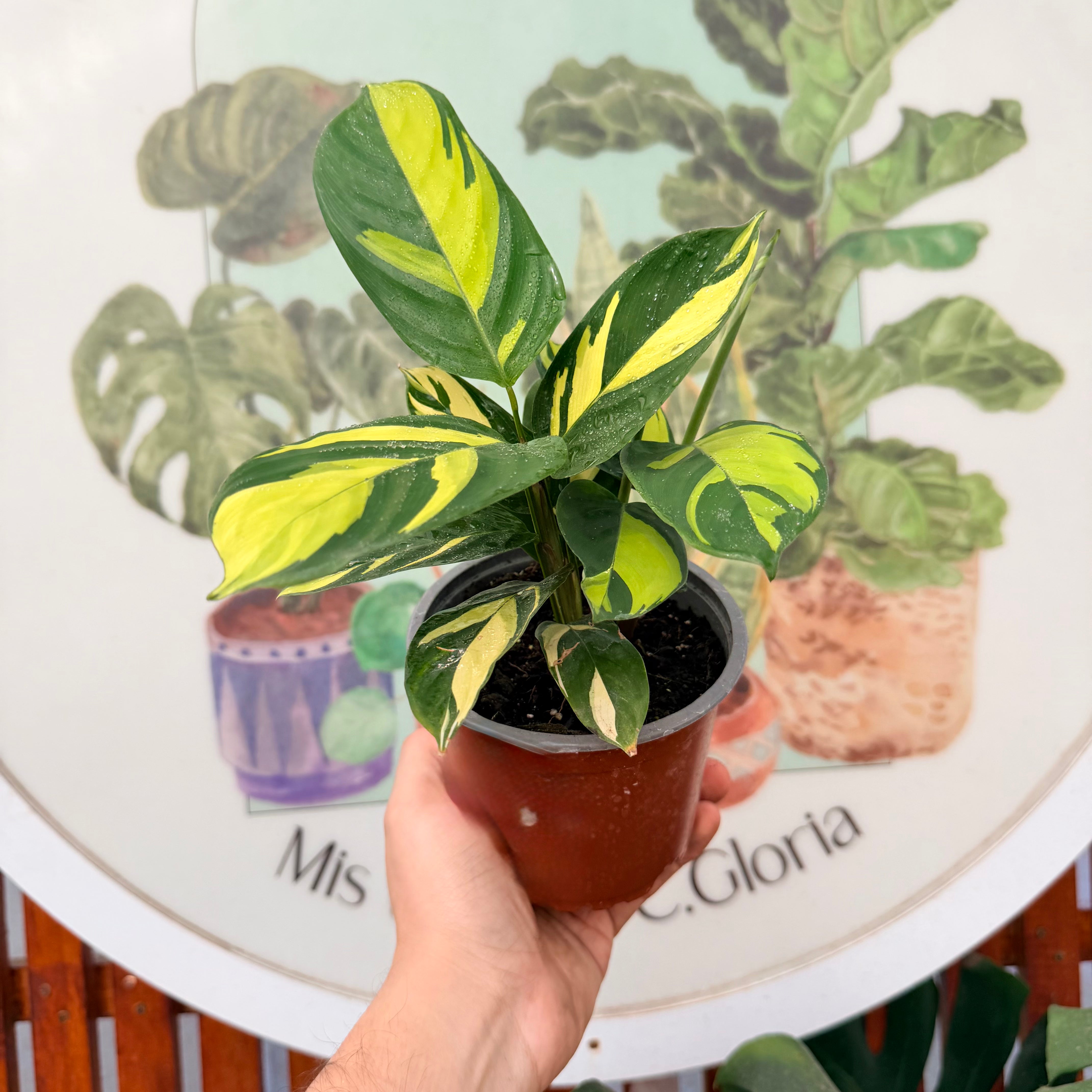 Maranta Golden ¡Oferta!