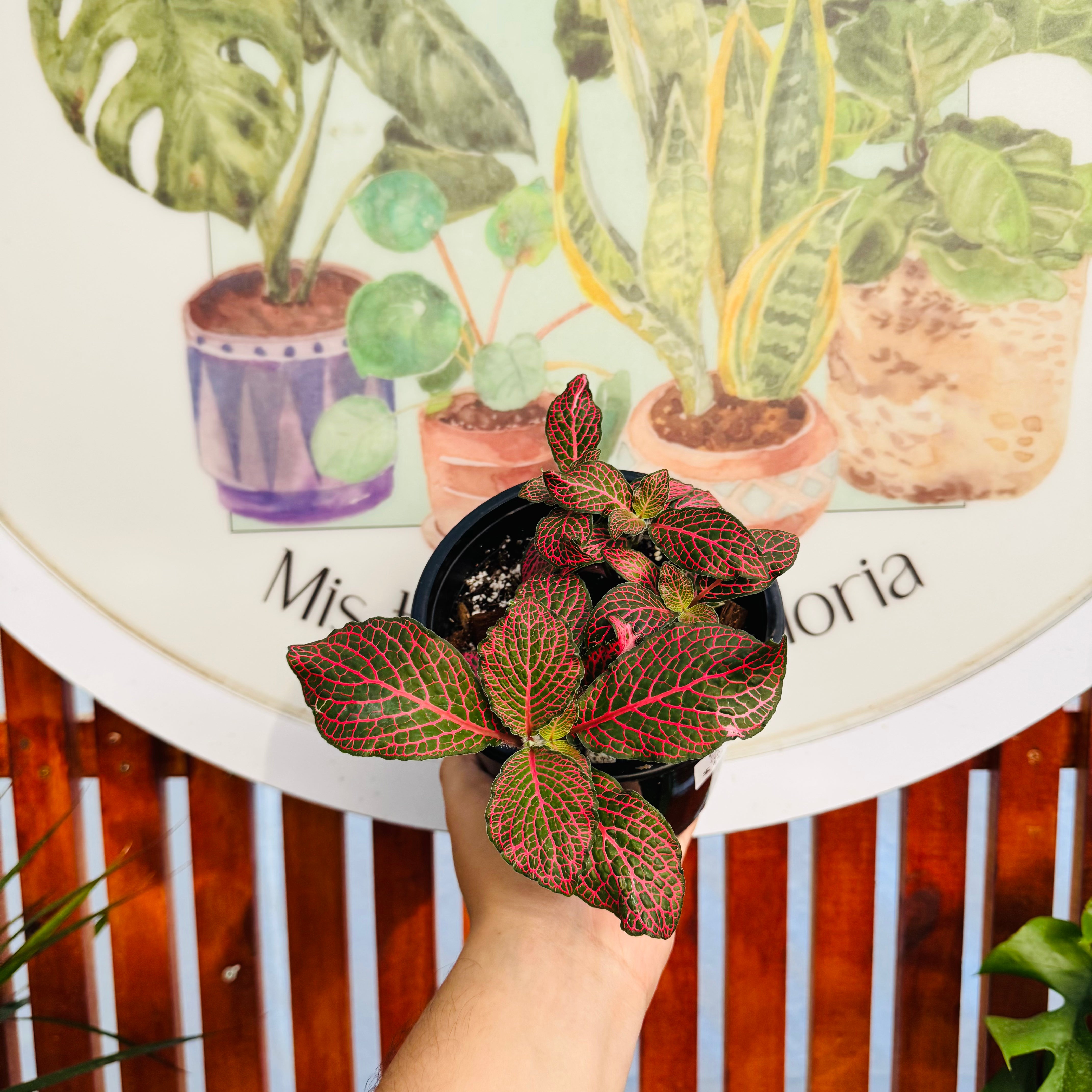 Fitonias tamaño Grande