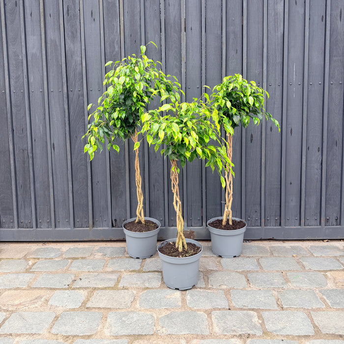 Ficus Trenzado - 90-120cm