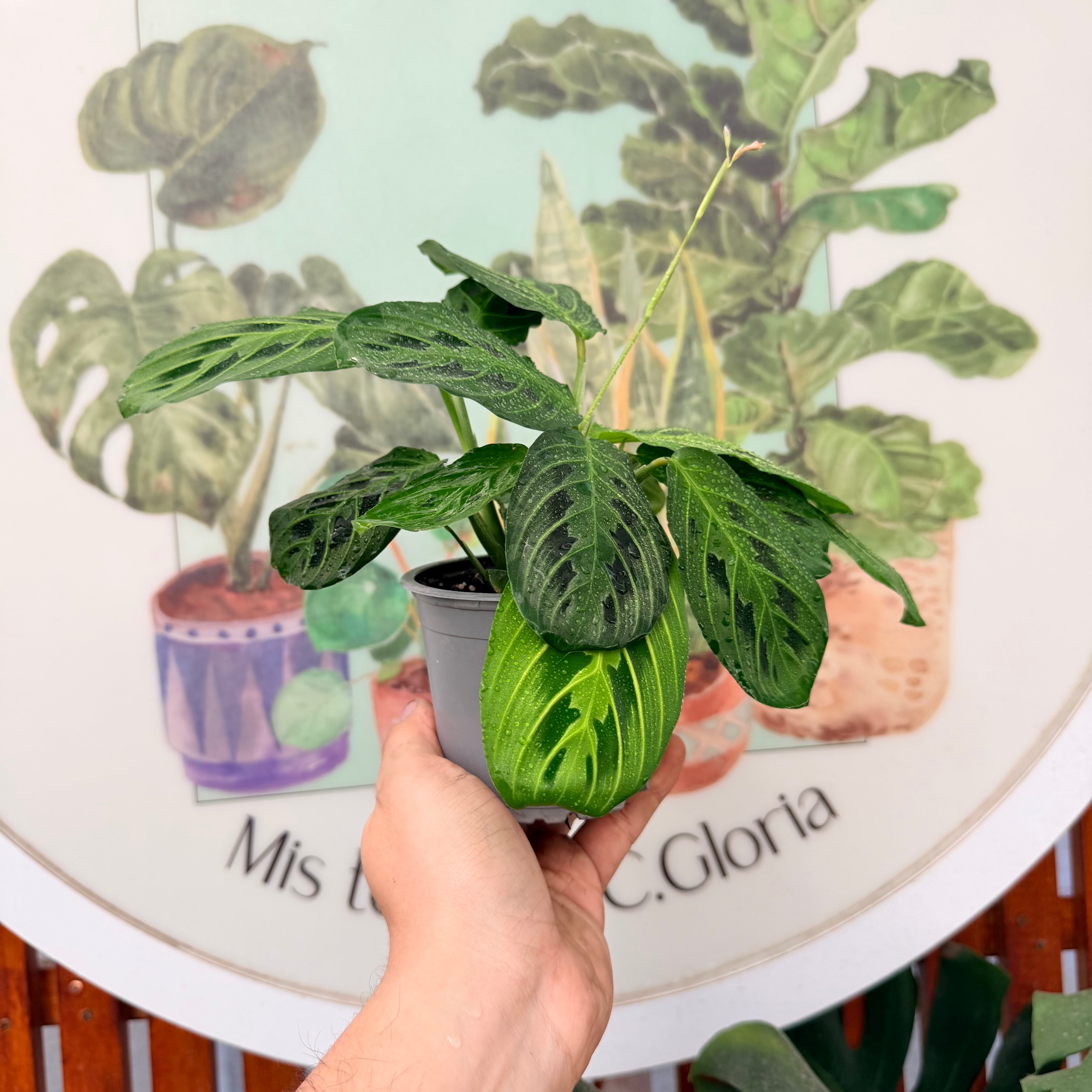 Maranta Lemon Lime DOBLE