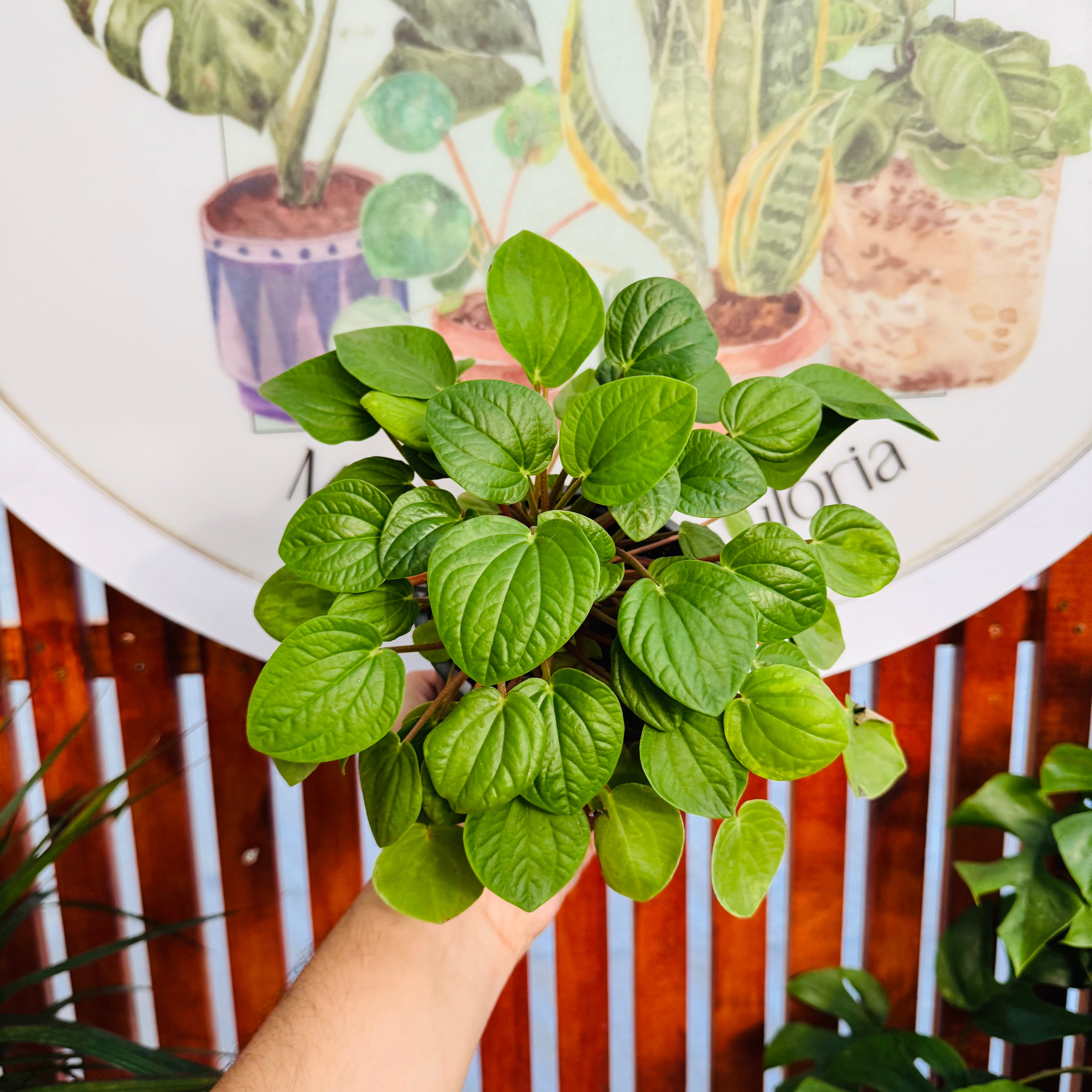 Peperomia Albovittata