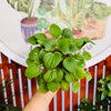 Peperomia Albovittata