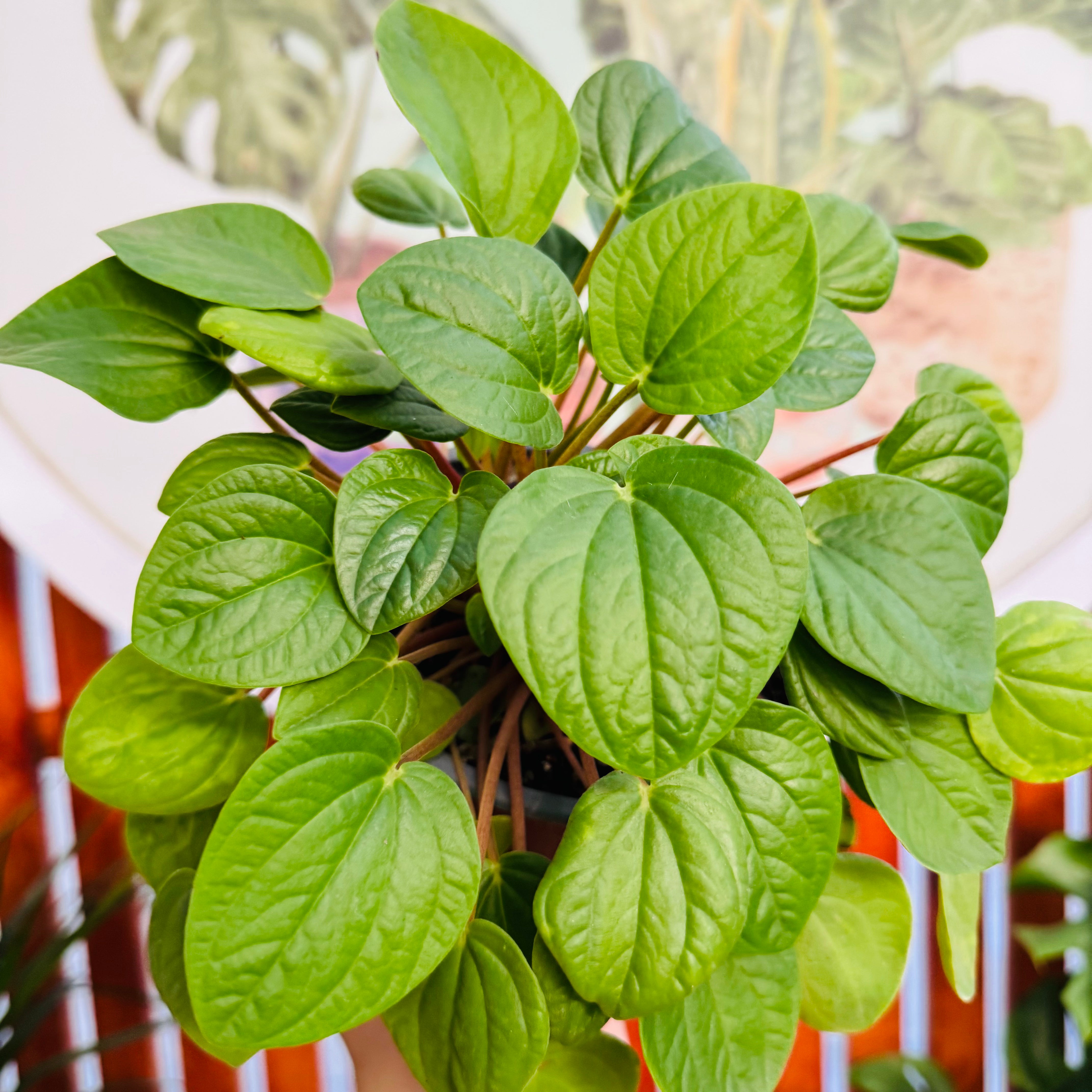 Peperomia Albovittata