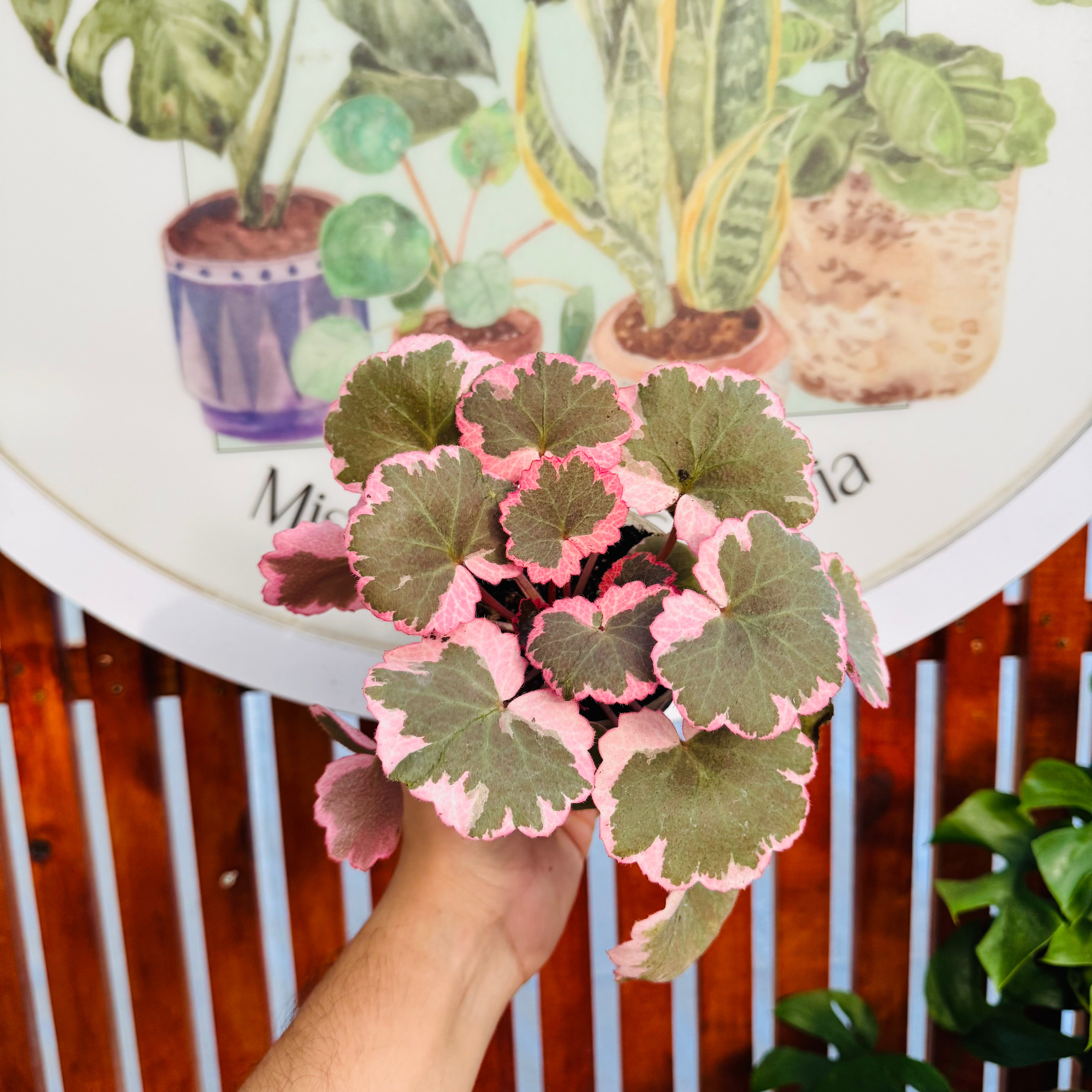 Saxifraga Pink Variegada