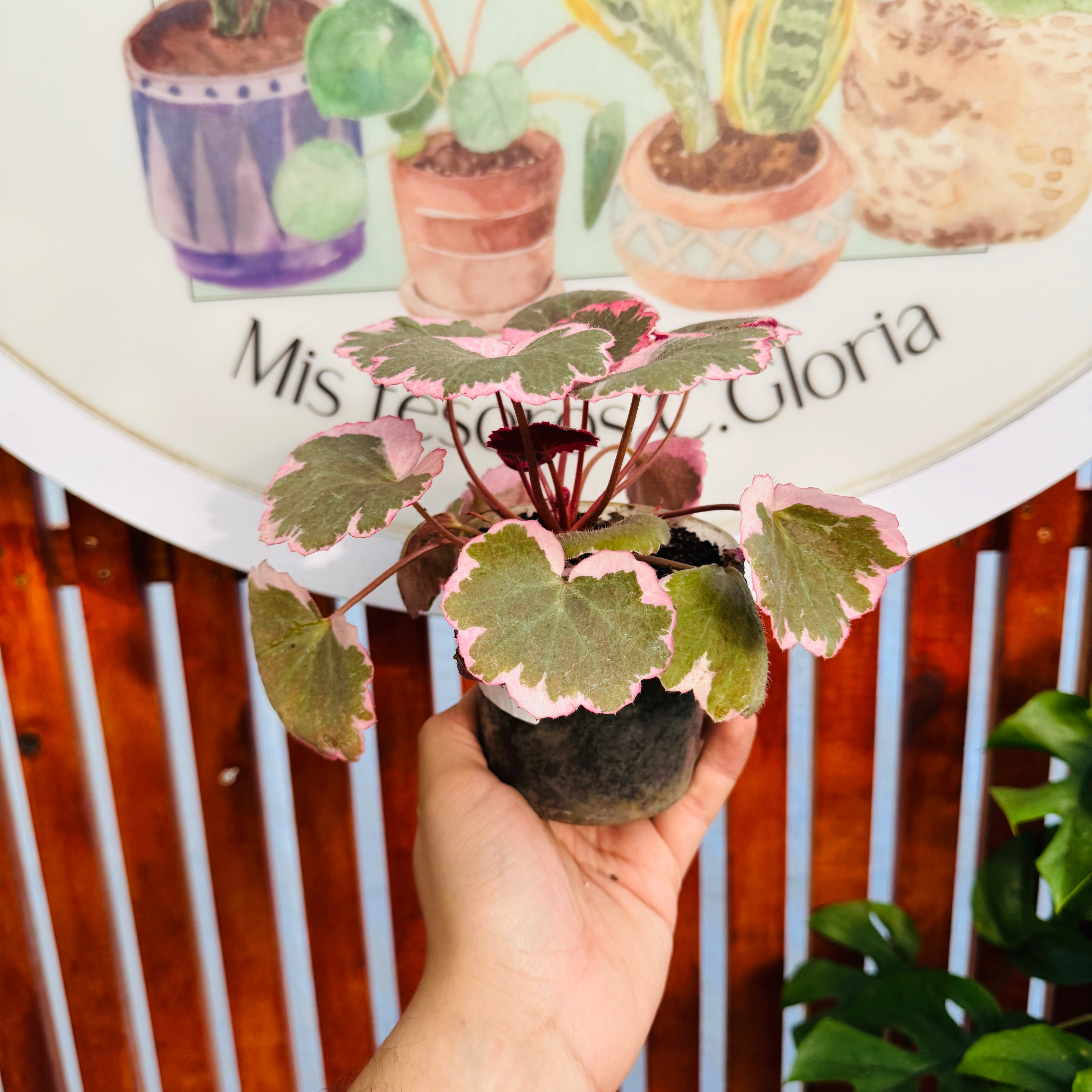 Vivero Mis Tesoros C Gloria