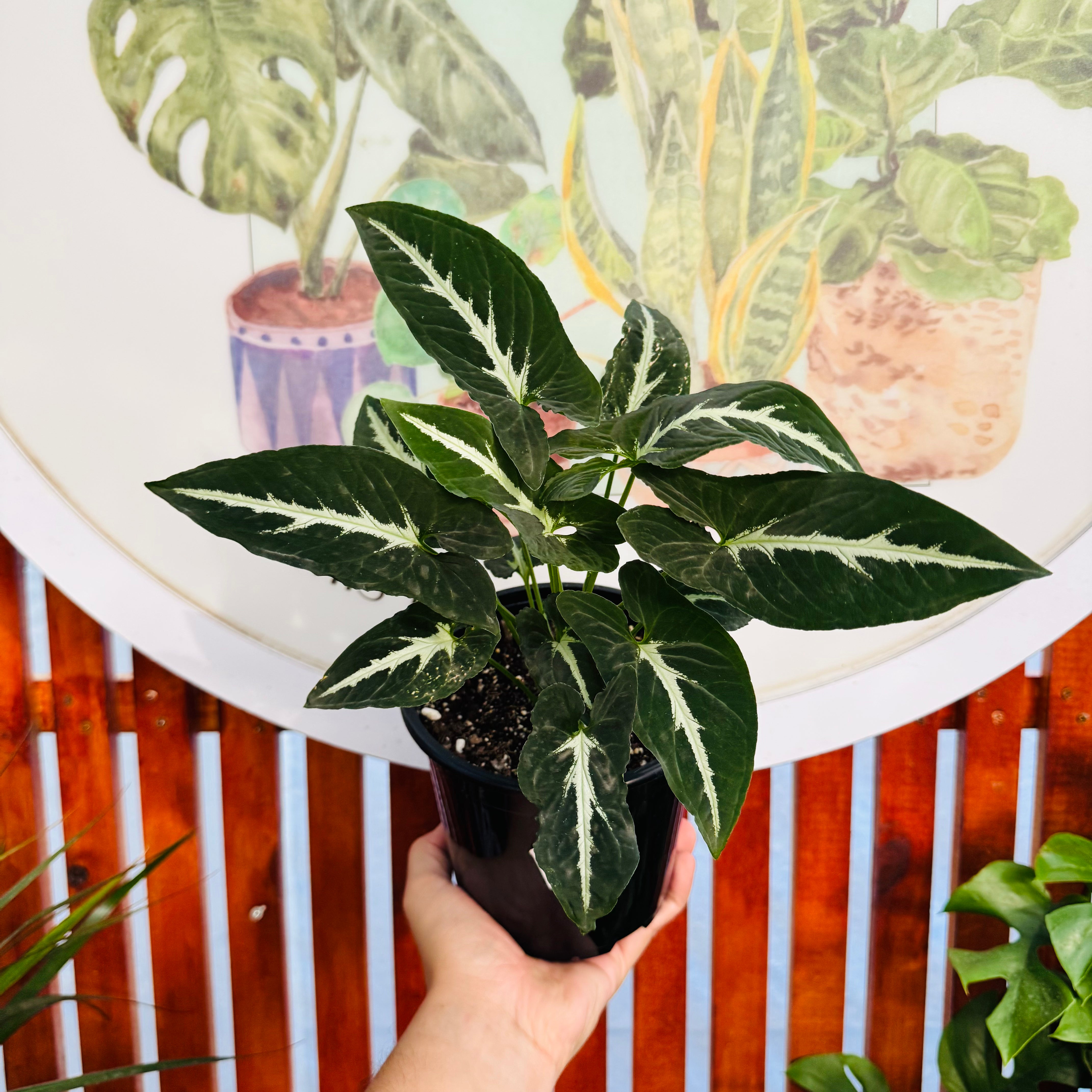 Singono Wendlandii (doble)