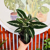 Singono Wendlandii (doble)
