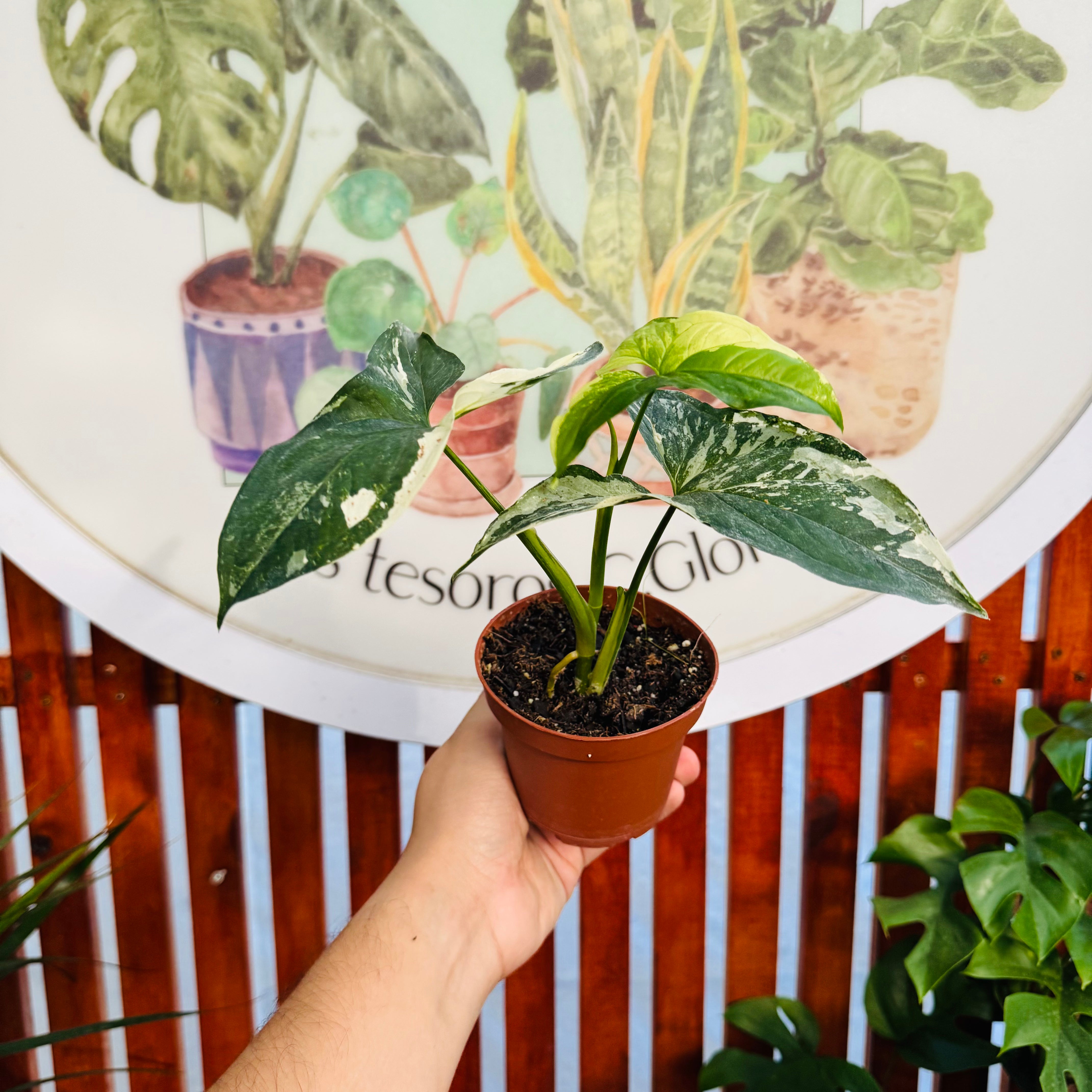 Singonio Variegado