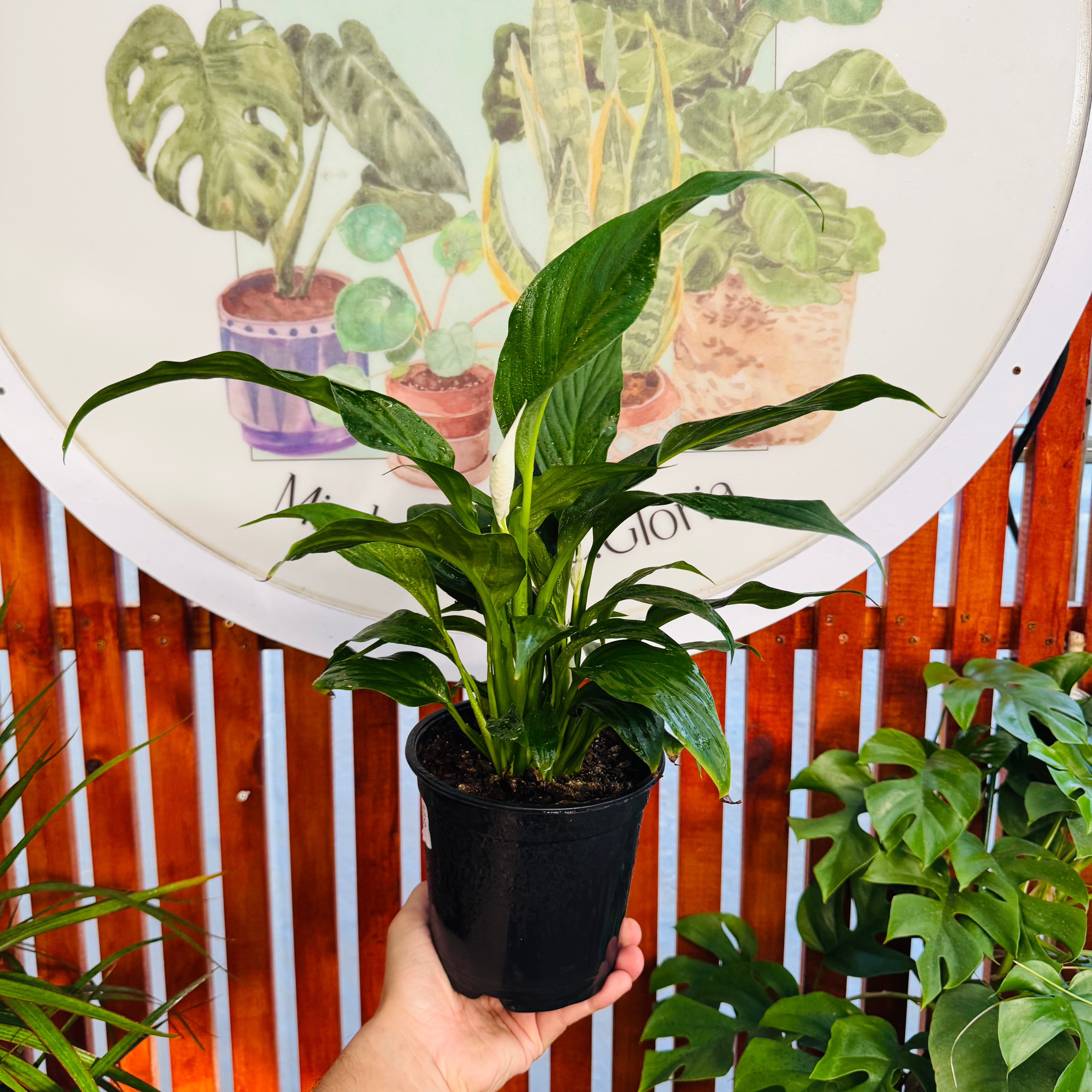 Spatifiliun Cuna de Moises