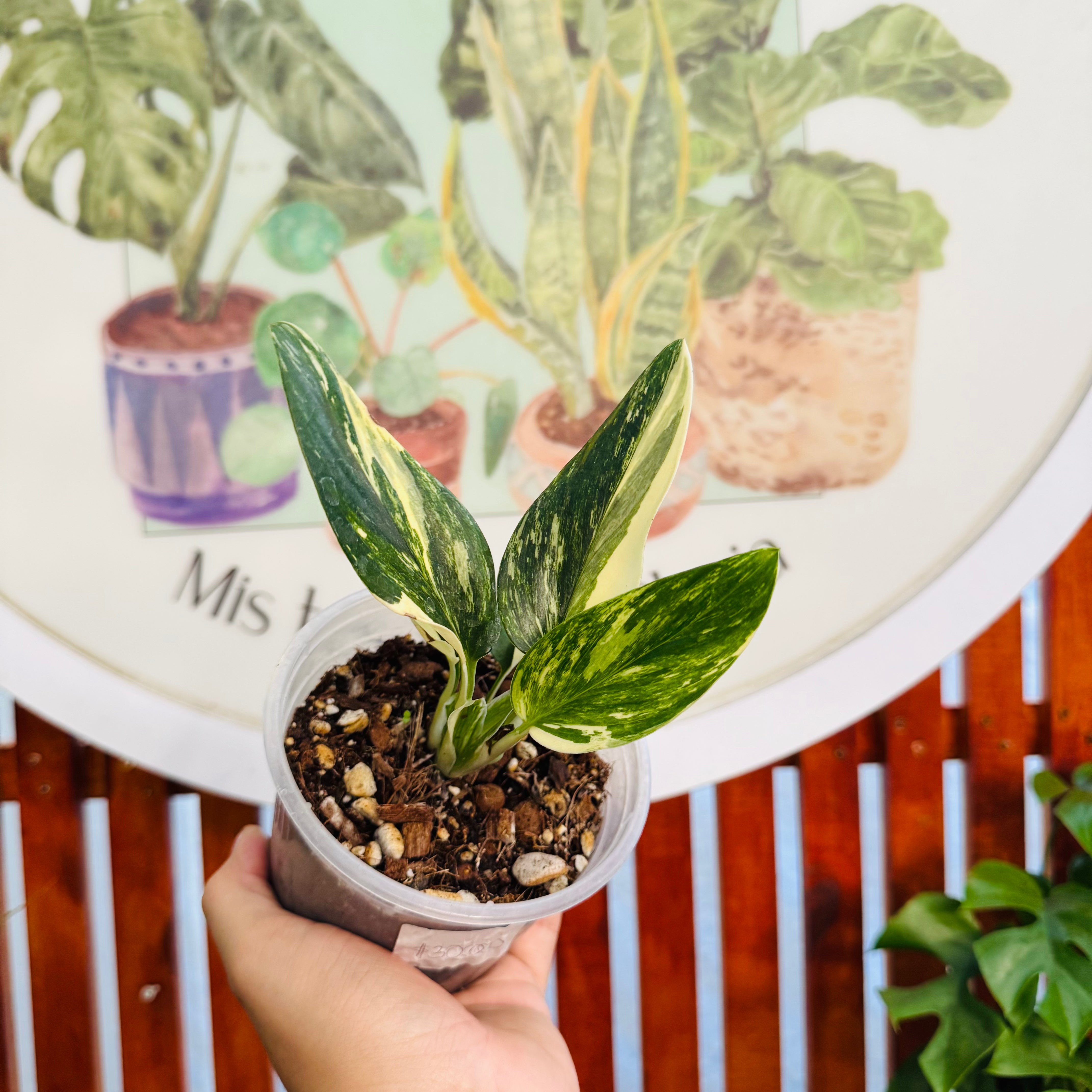 Monstera Standleyana Variegada